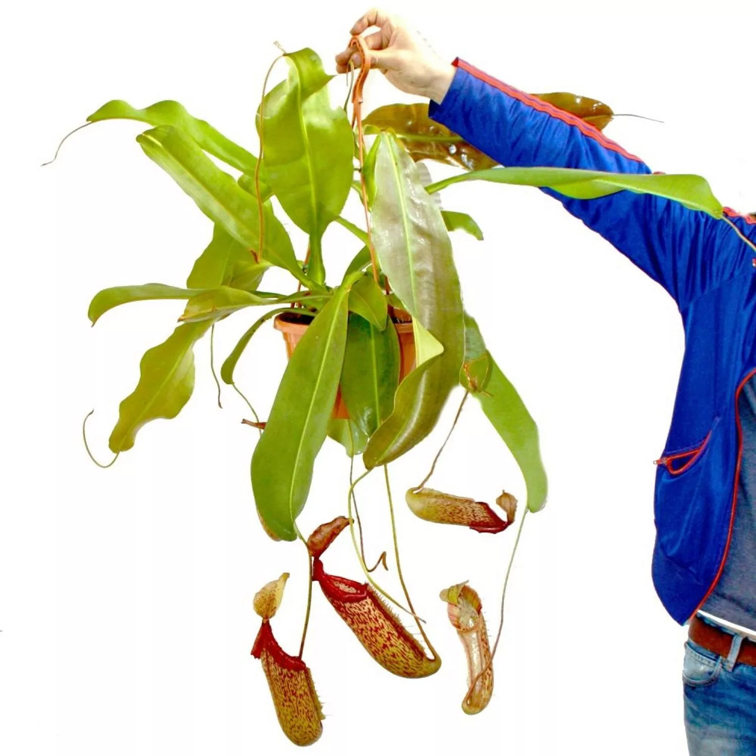Exotenherz Nepenthes Maxima Riesen-Kannenpflanze Ampel günstig online kaufen