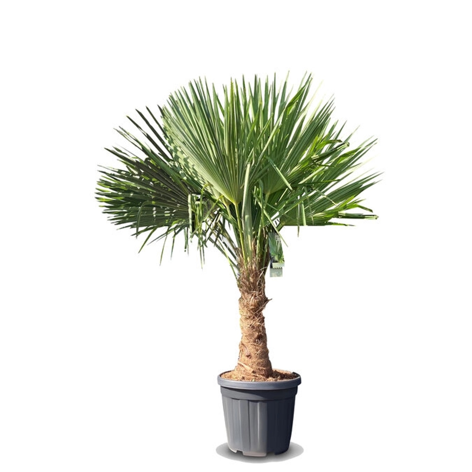 Sunny-Tree Trachycarpus Fortunei Chinesische Fächerpalme 140 bis 160 cm, St günstig online kaufen