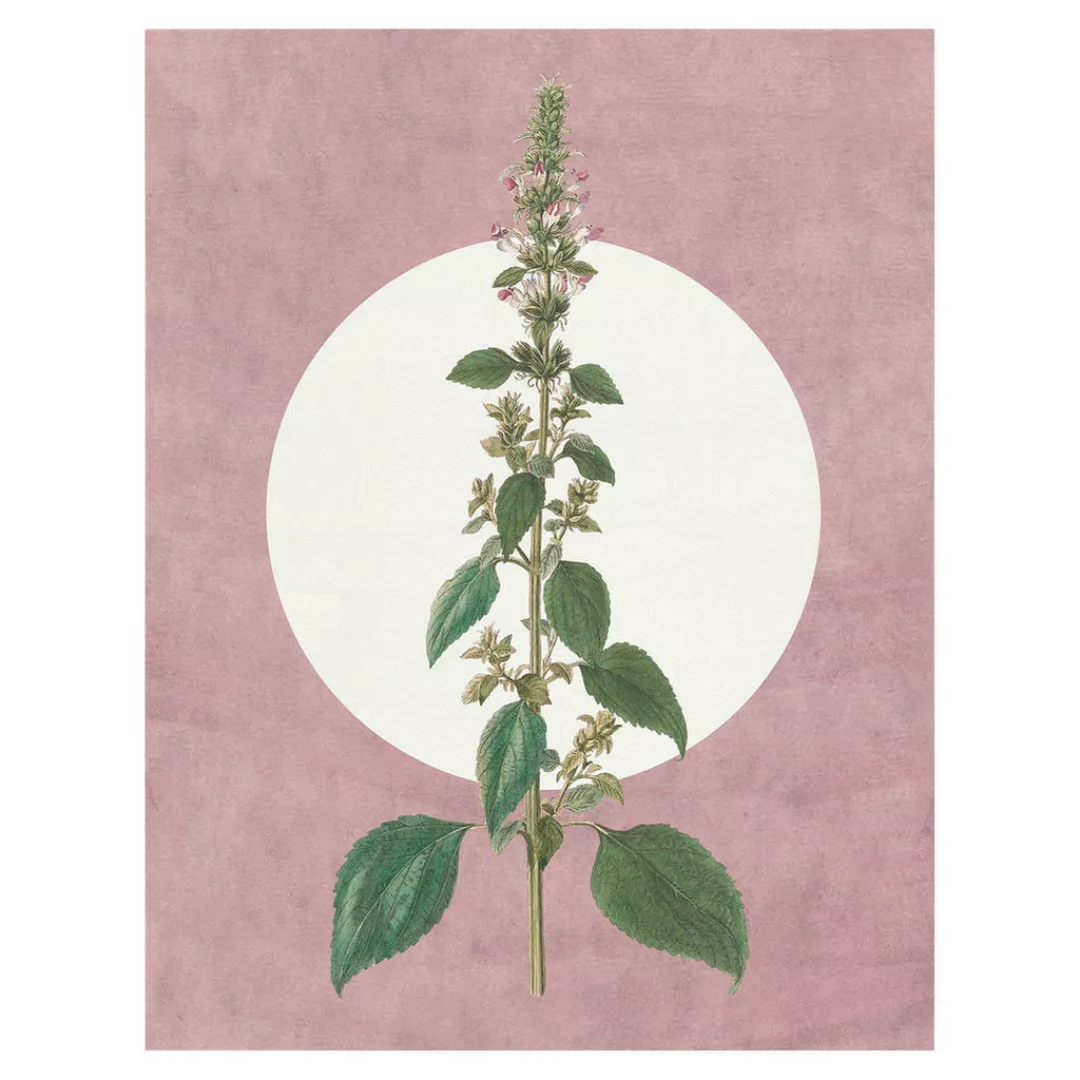 Komar Bild "Menthe en Croissance", Natur, (1 St.), Wandbild zur Dekoration günstig online kaufen