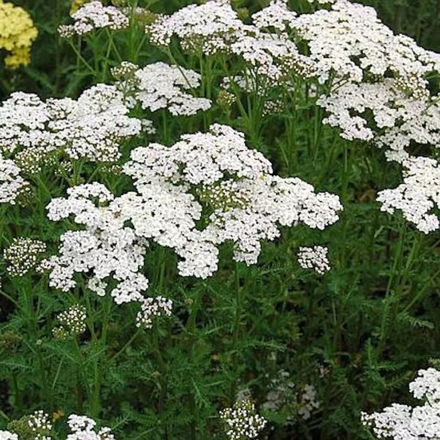 Schafgarbe Heinrich Vogeler - Achillea filipendulina günstig online kaufen