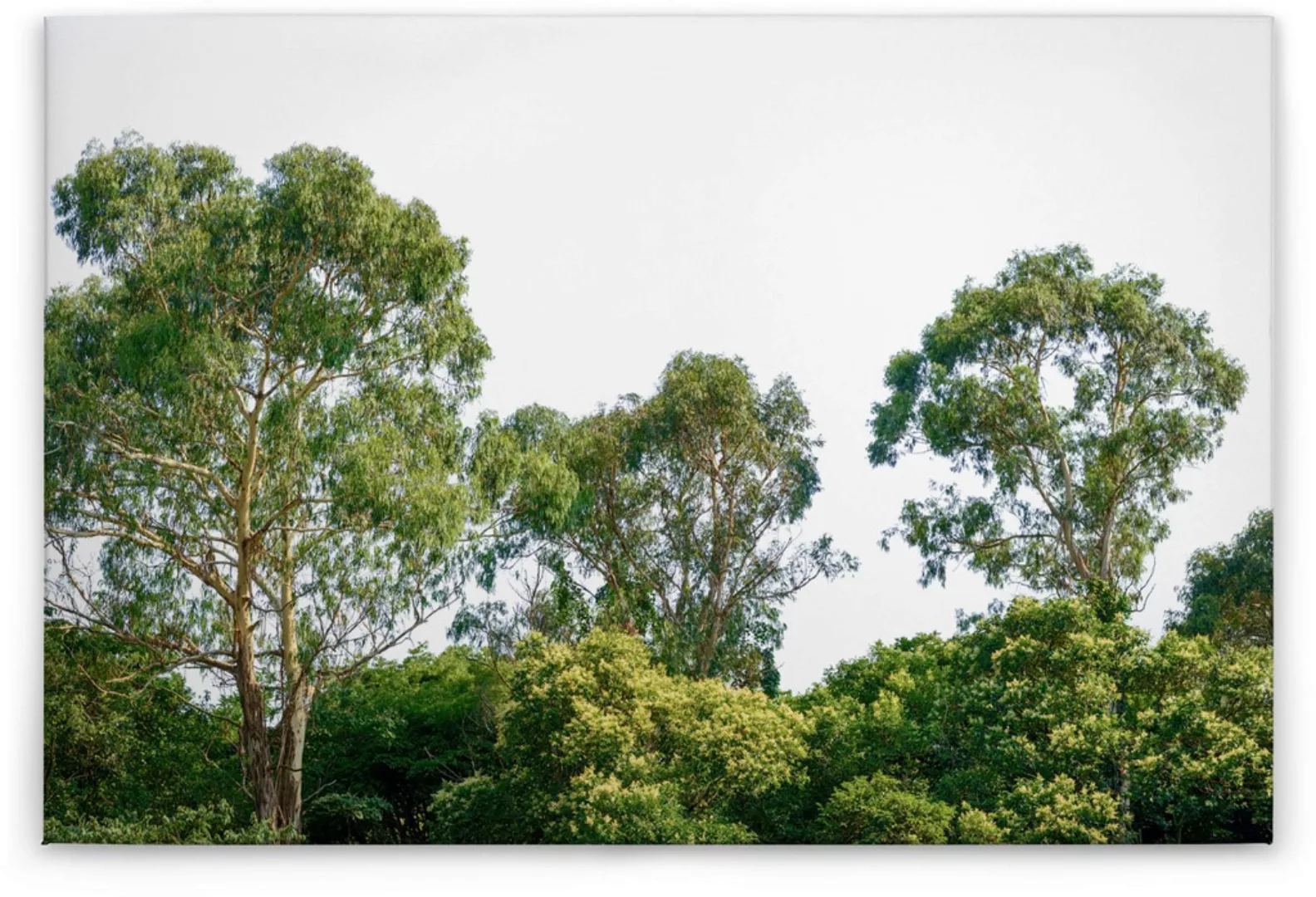A.S. Création Leinwandbild "Treetop", Wald, (1 St.), Baumkronen Keilrahmen günstig online kaufen