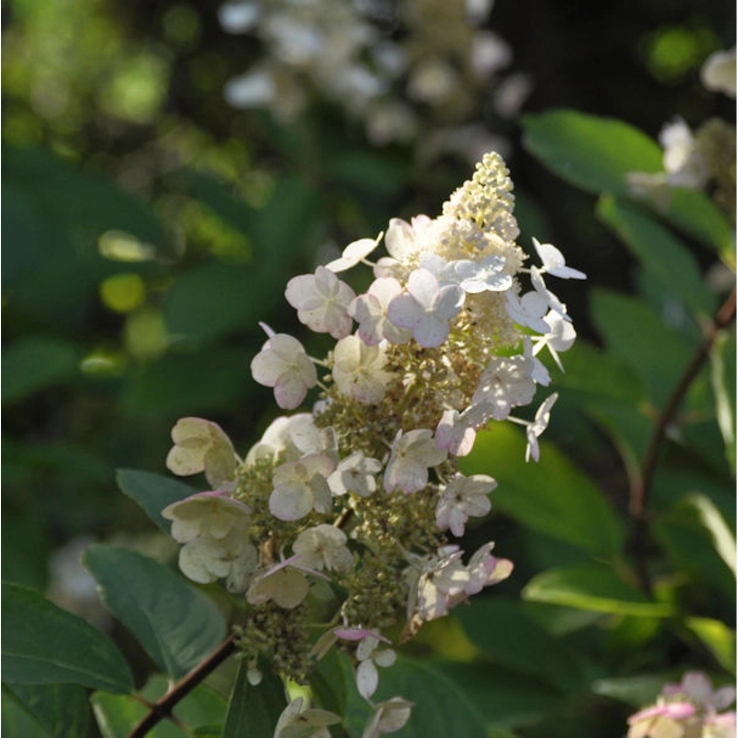 Rispen Hortensie Tardiva 80-100cm - Hydrangea paniculata günstig online kaufen