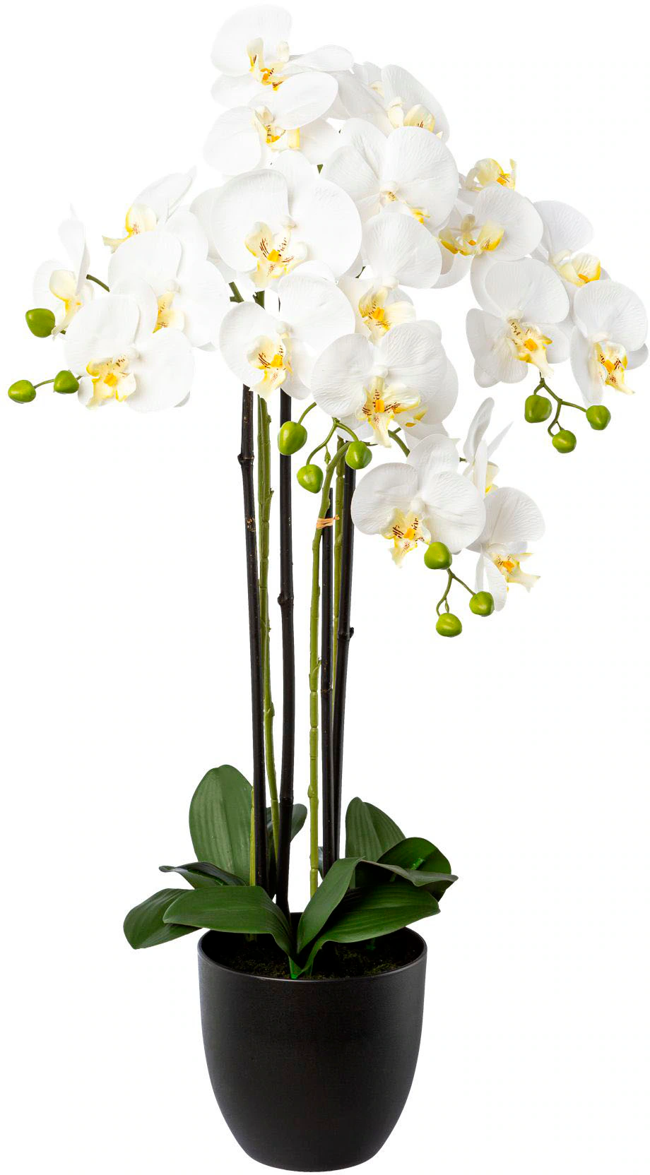 Creativ green Kunstorchidee "Phalaenopsis im Resintopf", mit Real-Touch-Blü günstig online kaufen