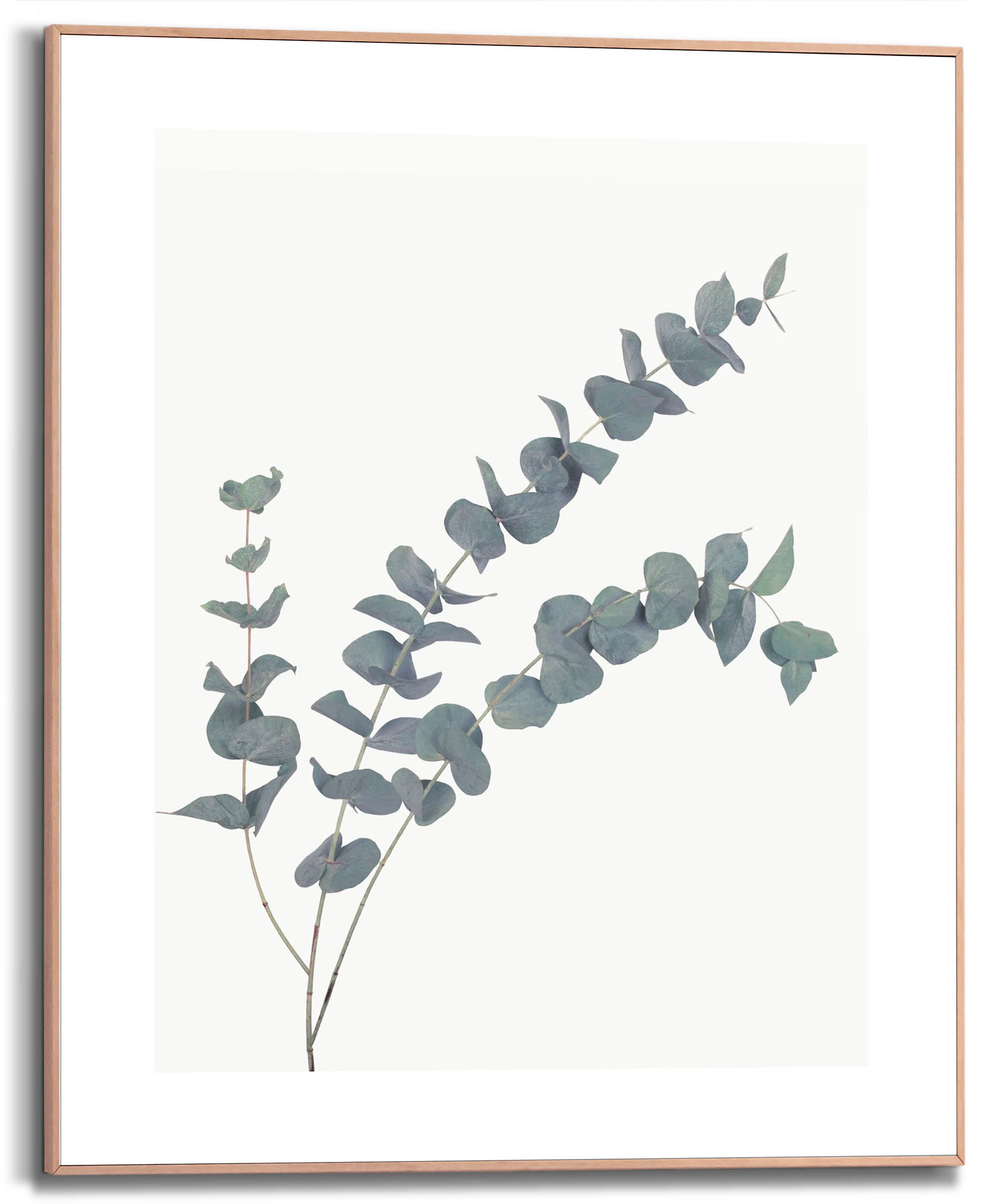 Reinders Bild mit Rahmen "Eucalyptus", (1 St.) günstig online kaufen