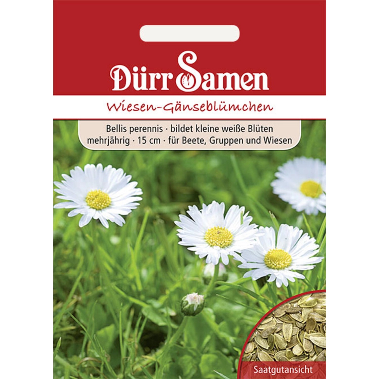 Dürr Samen Wiesen-Gänseblümchen Weiß Zweijährig Saatgut günstig online kaufen