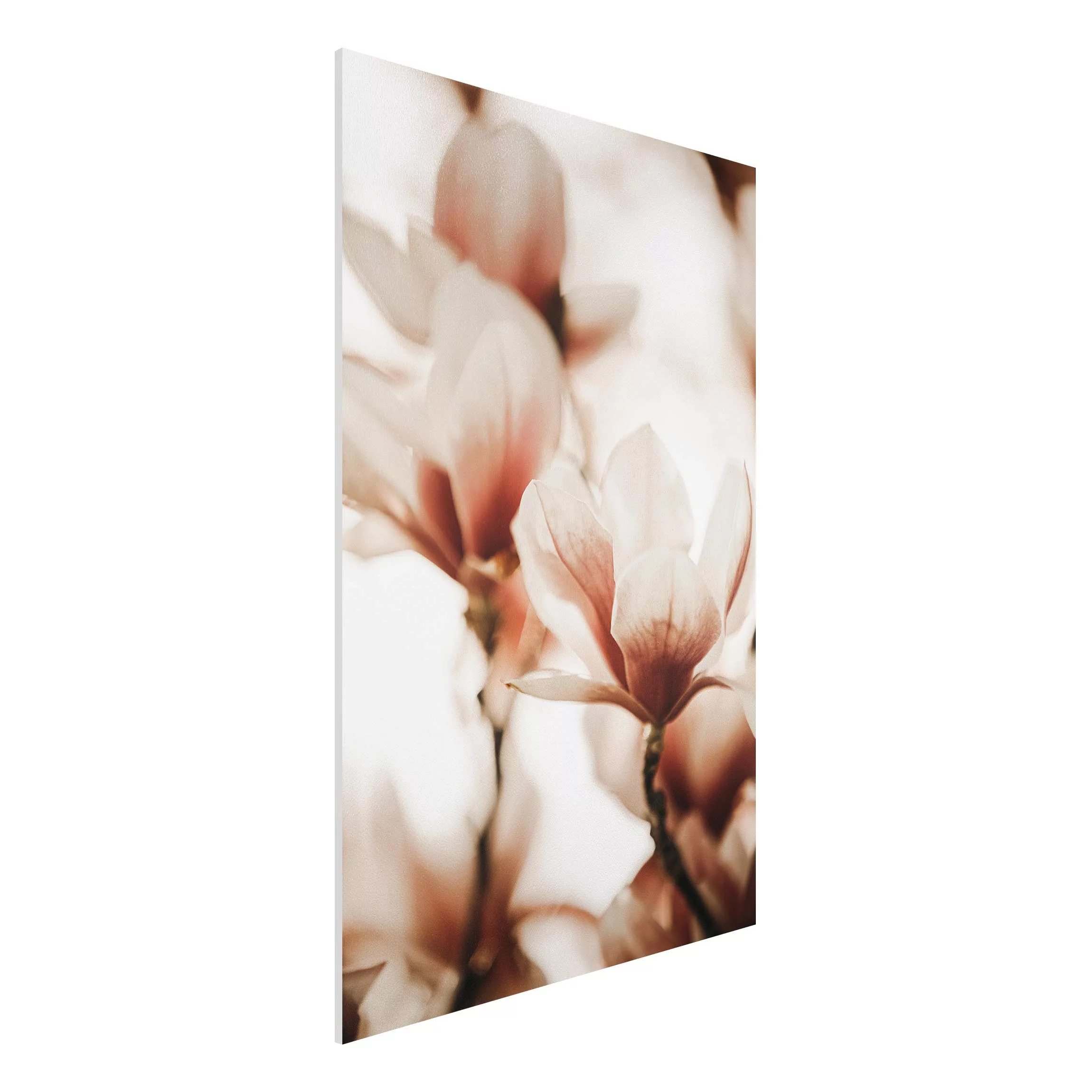Forexbild Zarte Magnolienblüten im Lichtspiel günstig online kaufen