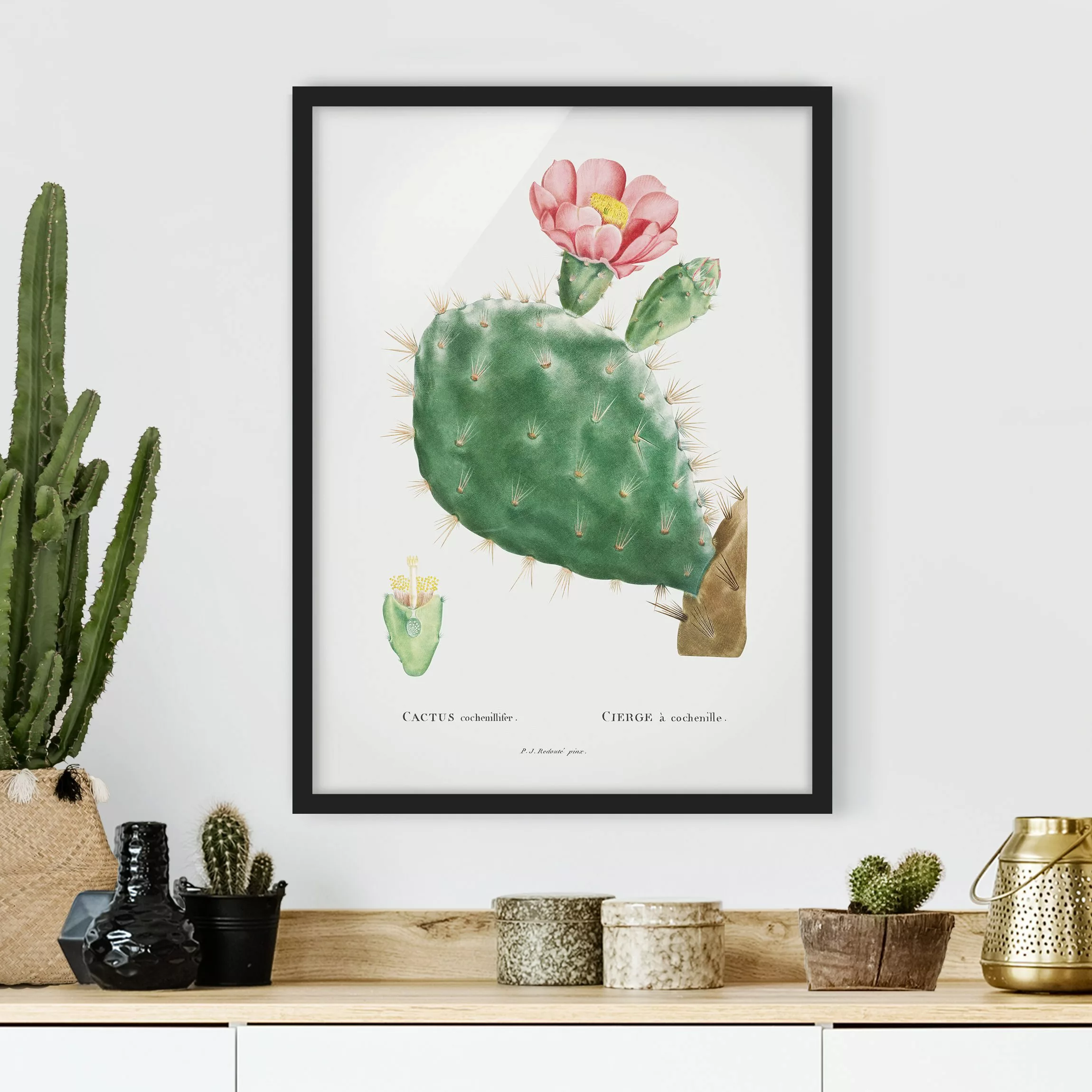 Bild mit Rahmen Blumen - Hochformat Botanik Vintage Illustration Kaktus Ros günstig online kaufen