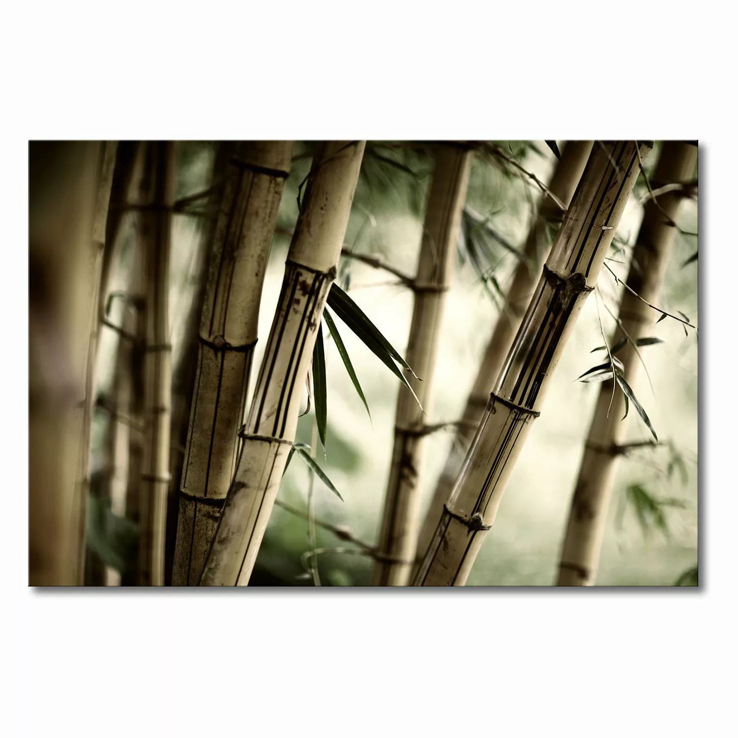 home24 Leinwandbild Bamboo Forest günstig online kaufen