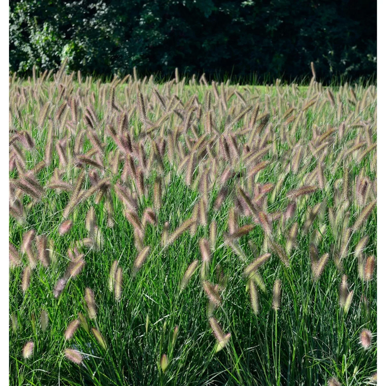 Lampenputzergras Hameln - Pennisetum alopecuroides günstig online kaufen