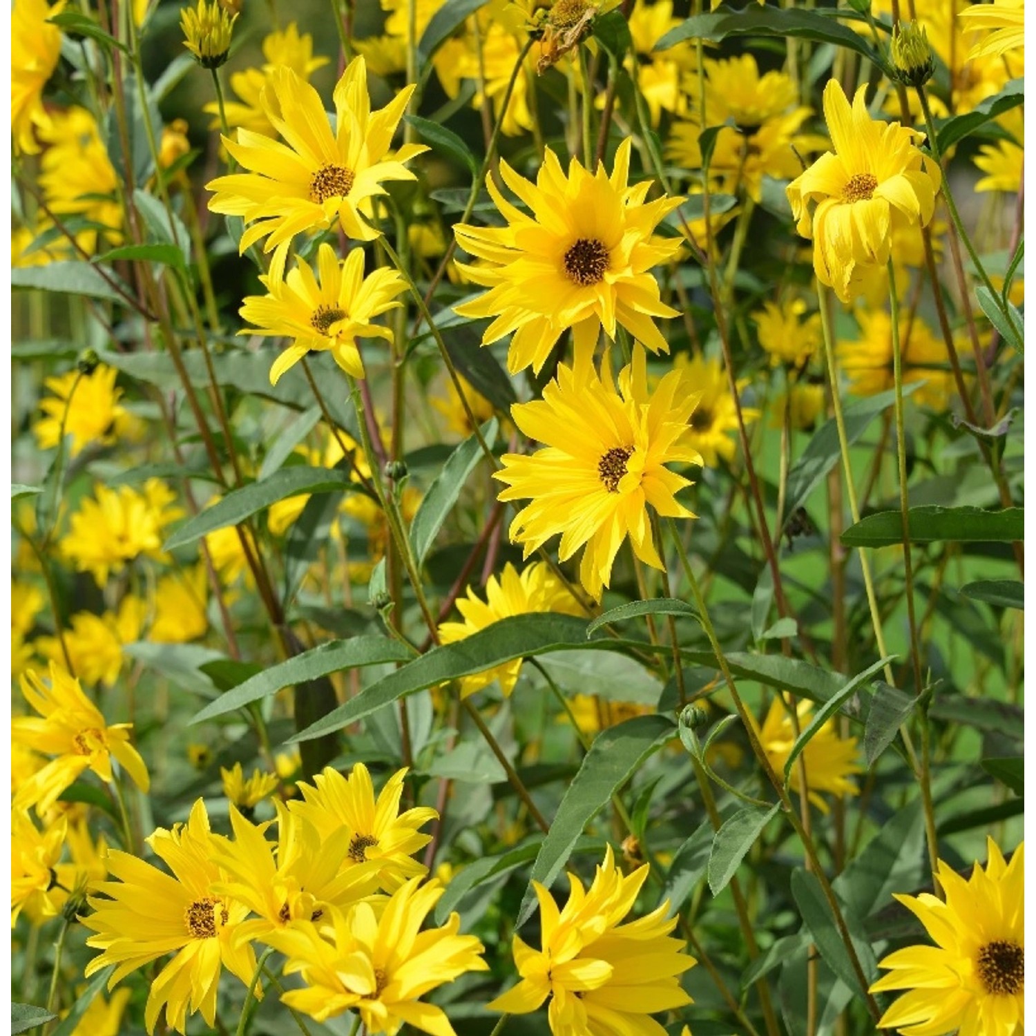 Stauden-Sonnenblume Miss Mellish - Helianthus laetifolius günstig online kaufen