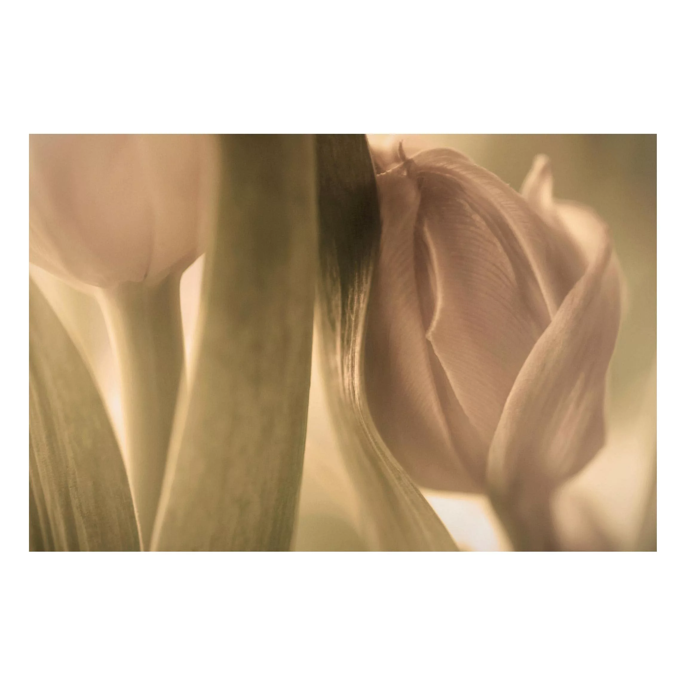 Magnettafel Blumen - Querformat 3:2 Zarte Tulpen günstig online kaufen