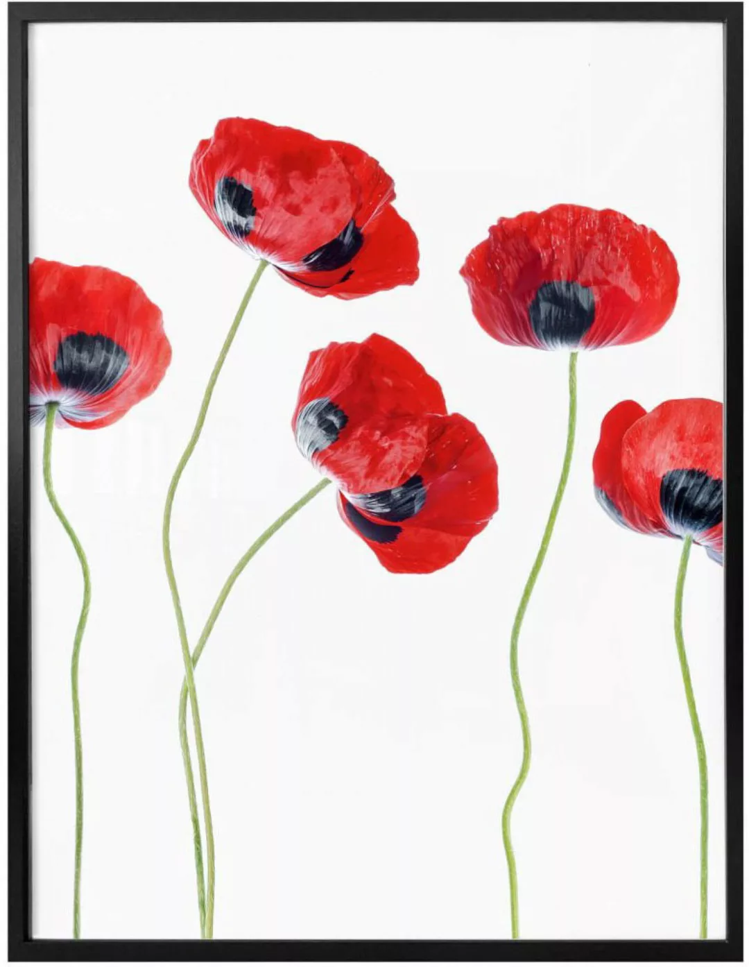 Wall-Art Poster "Mohnblumen", Blumen, (1 St.), Poster ohne Bilderrahmen günstig online kaufen