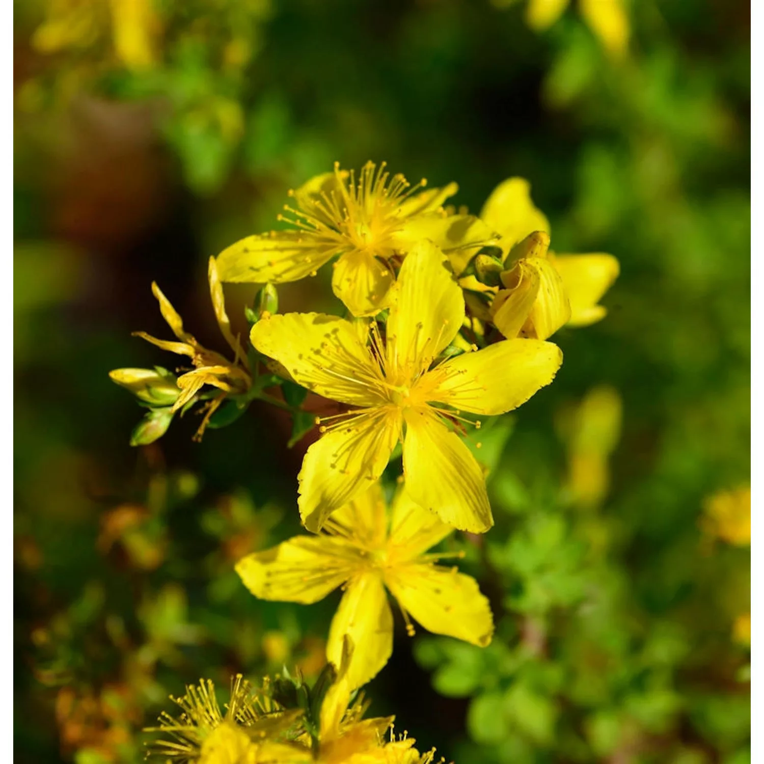 Echtes Johanniskraut - Hypericum perforatum günstig online kaufen