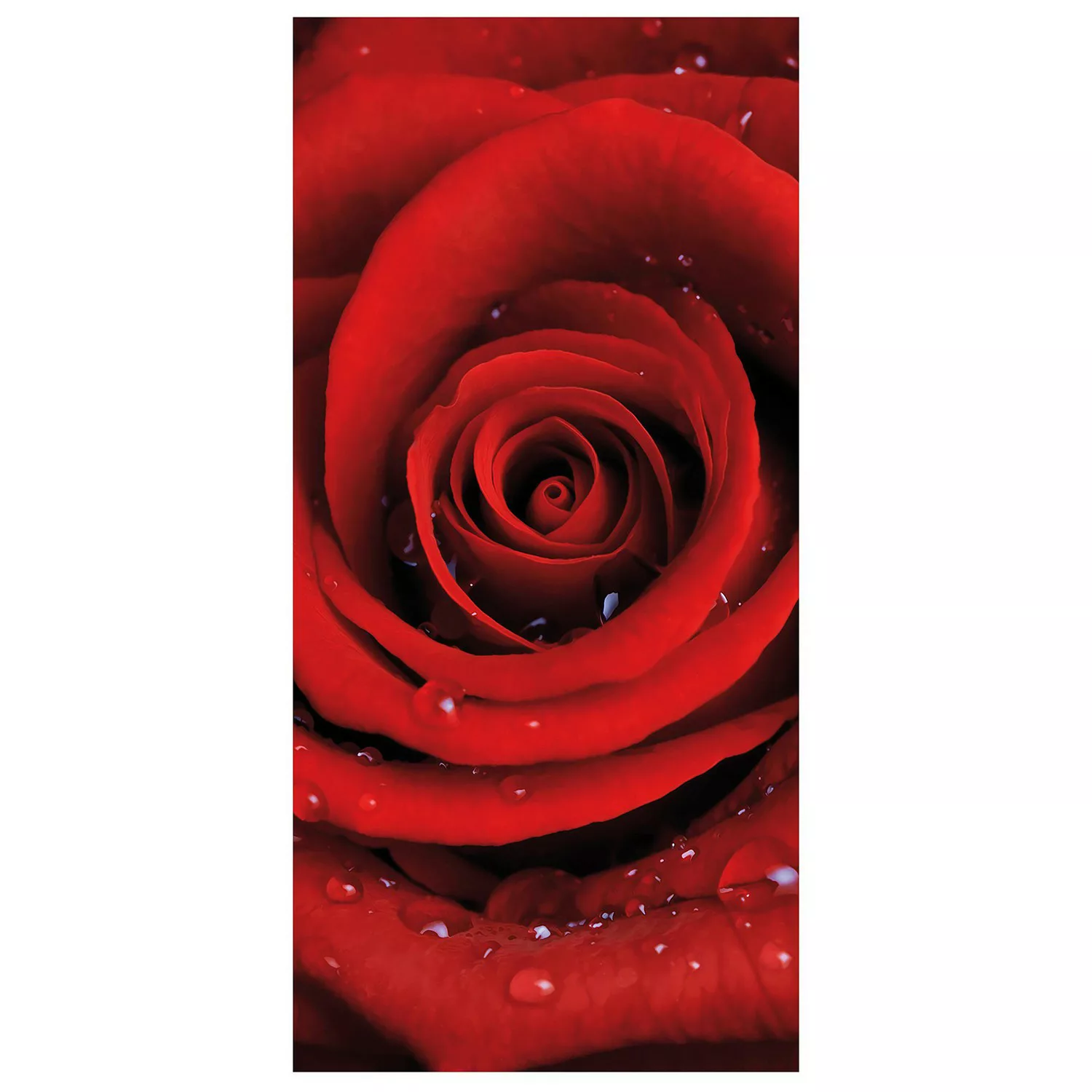 home24 Raumteiler Rote Rose mit Wassertropfen günstig online kaufen