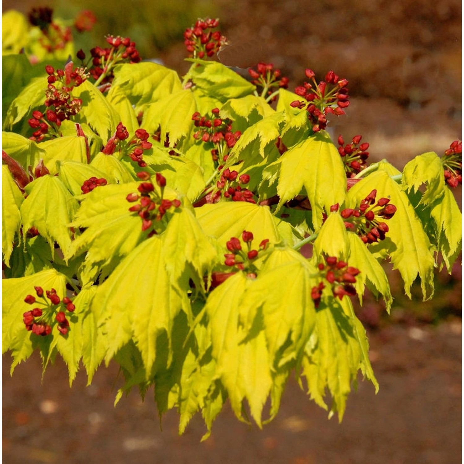 Japanischer Goldahorn 50-60cm - Acer shirasawanum Aureum günstig online kaufen