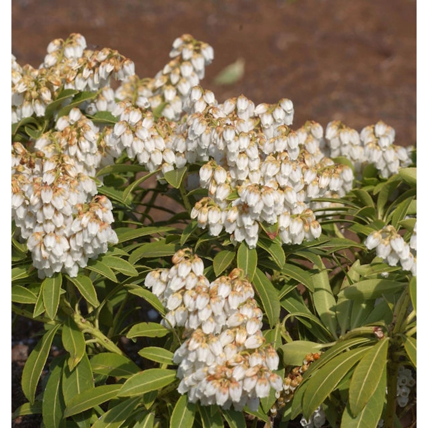 Schattenglöckchen Lavendelheide Cupido 15-20cm - Pieris japonica günstig online kaufen