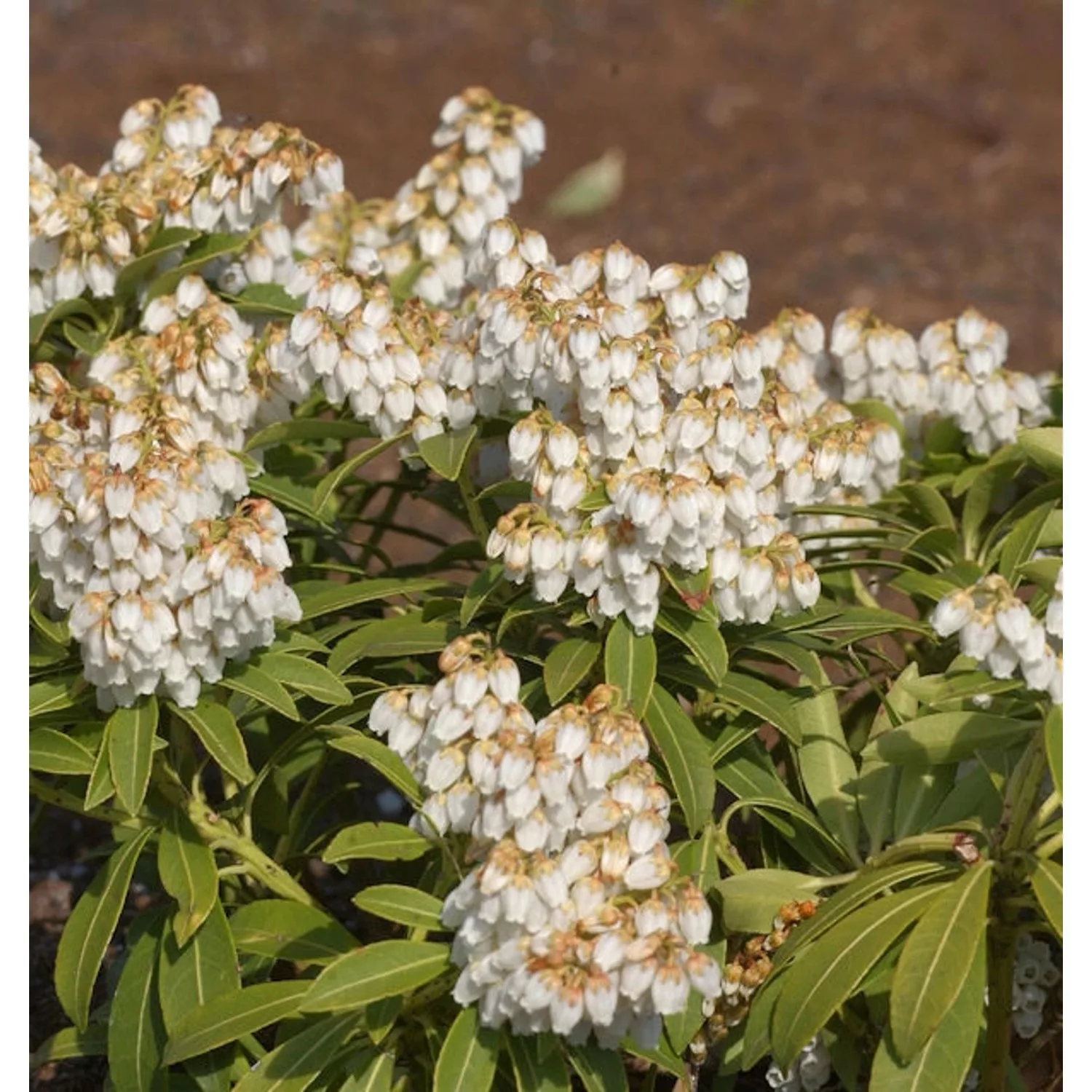 Schattenglöckchen Lavendelheide Cupido 30-40cm - Pieris japonica günstig online kaufen