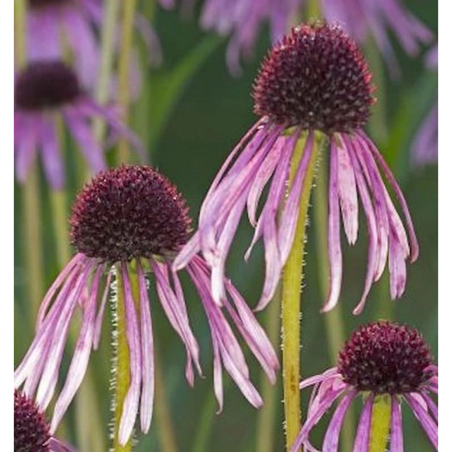 Schmalblättriger Sonnenhut - Echinacea angustifolia günstig online kaufen