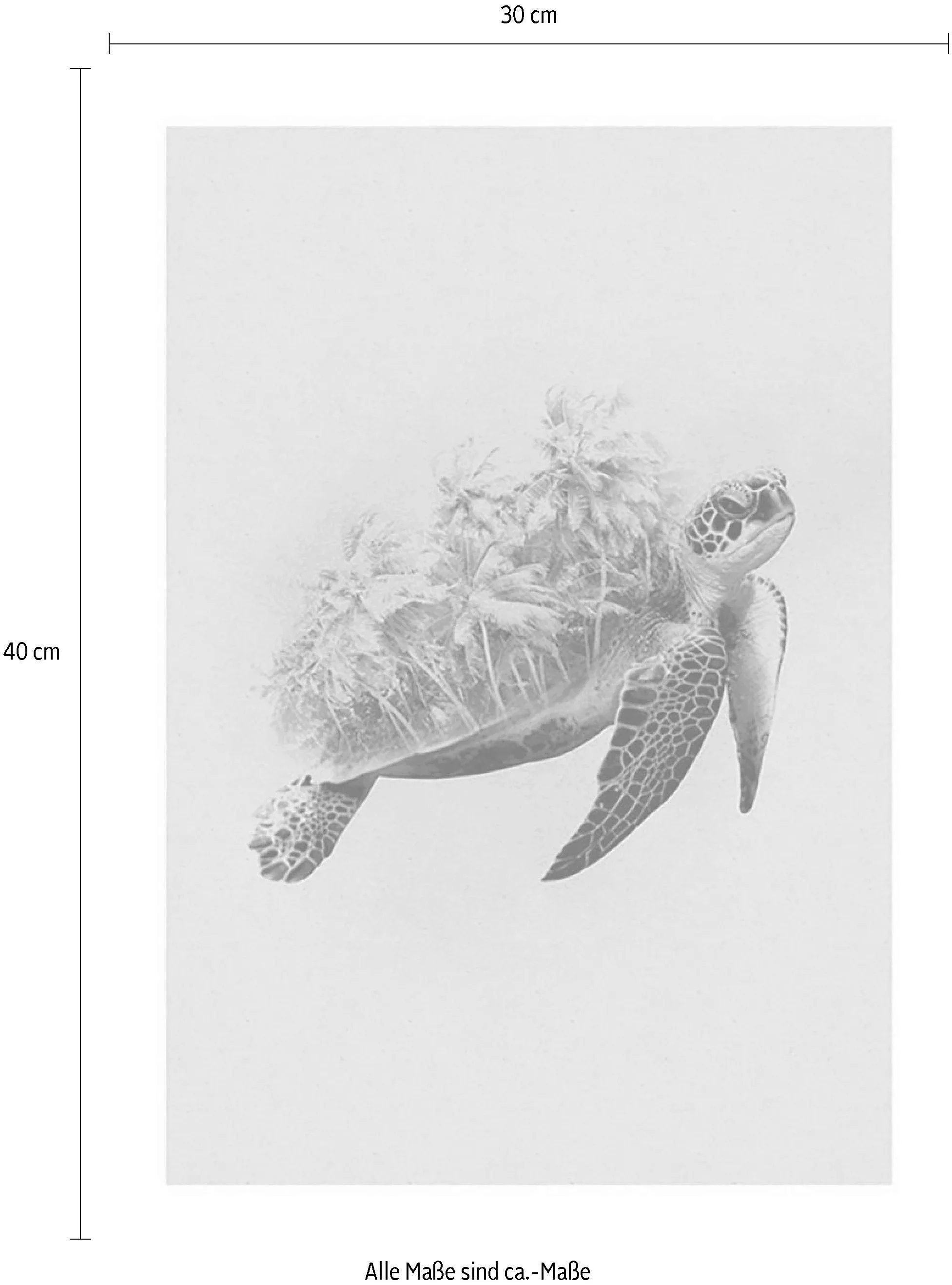 Komar Poster »Animals Paradise Turtle«, Tiere, (1 St.), Kinderzimmer, Schla günstig online kaufen