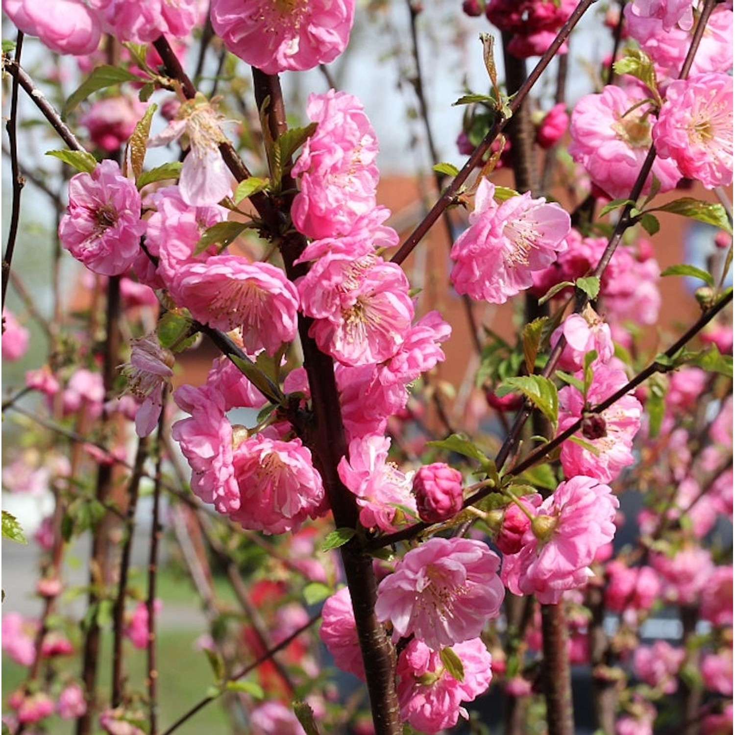 Mandelbäumchen Busch 40-60cm - Prunus triloba günstig online kaufen