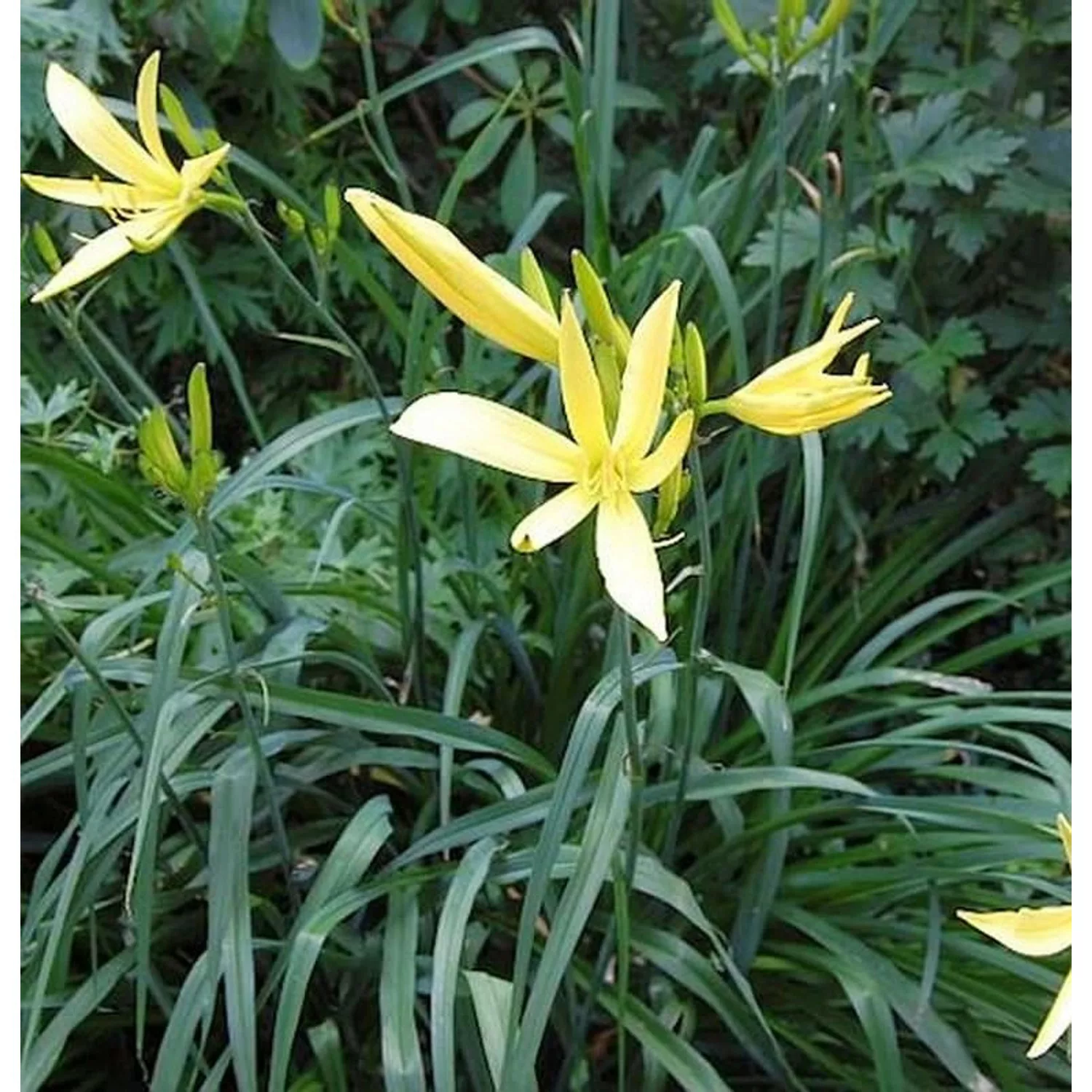 Dufttaglilie Baroni - Hemerocallis citrina günstig online kaufen