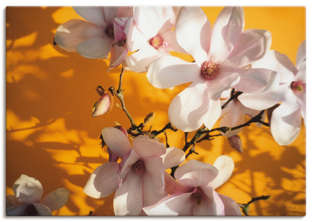 Artland Wandbild "Fotokollage Magnolie", Blumen, (1 St.), als Leinwandbild, günstig online kaufen