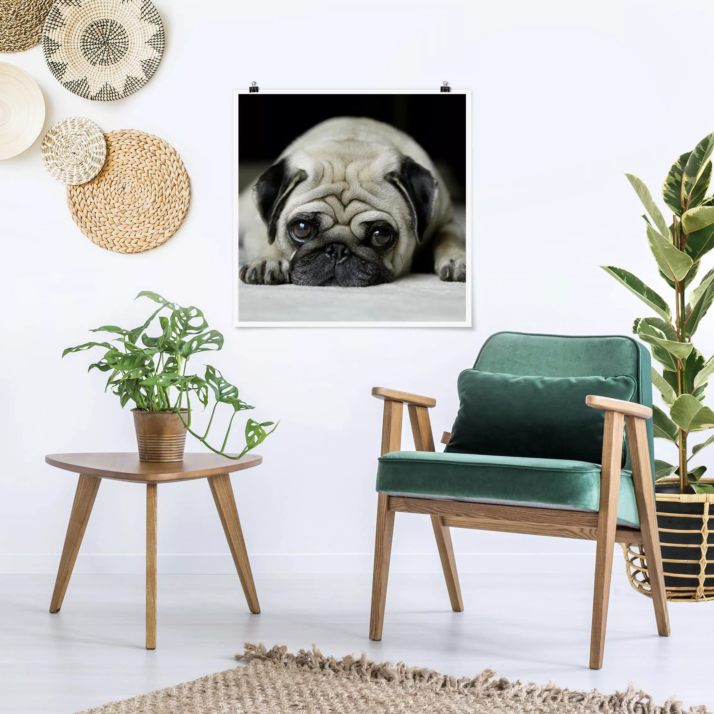 Poster Tiere - Quadrat Pug Loves You günstig online kaufen