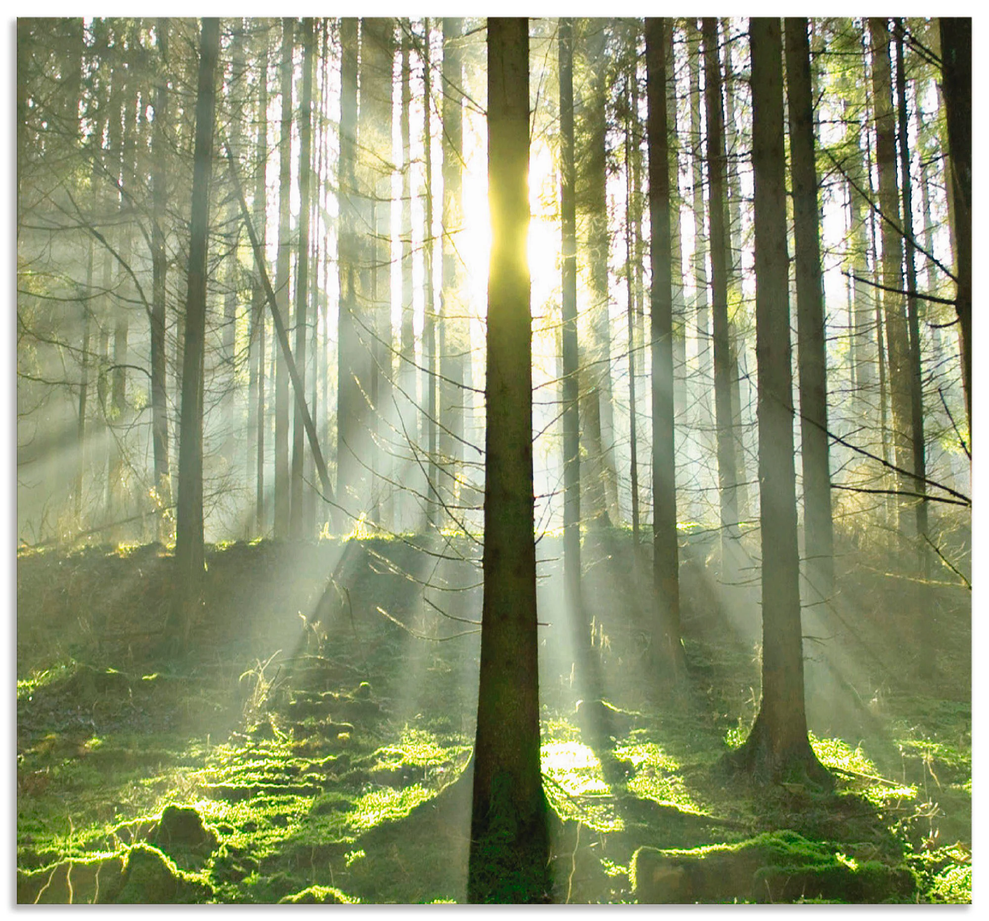 Artland Küchenrückwand "Wald im Gegenlicht", (1 tlg.), Alu Spritzschutz mit günstig online kaufen