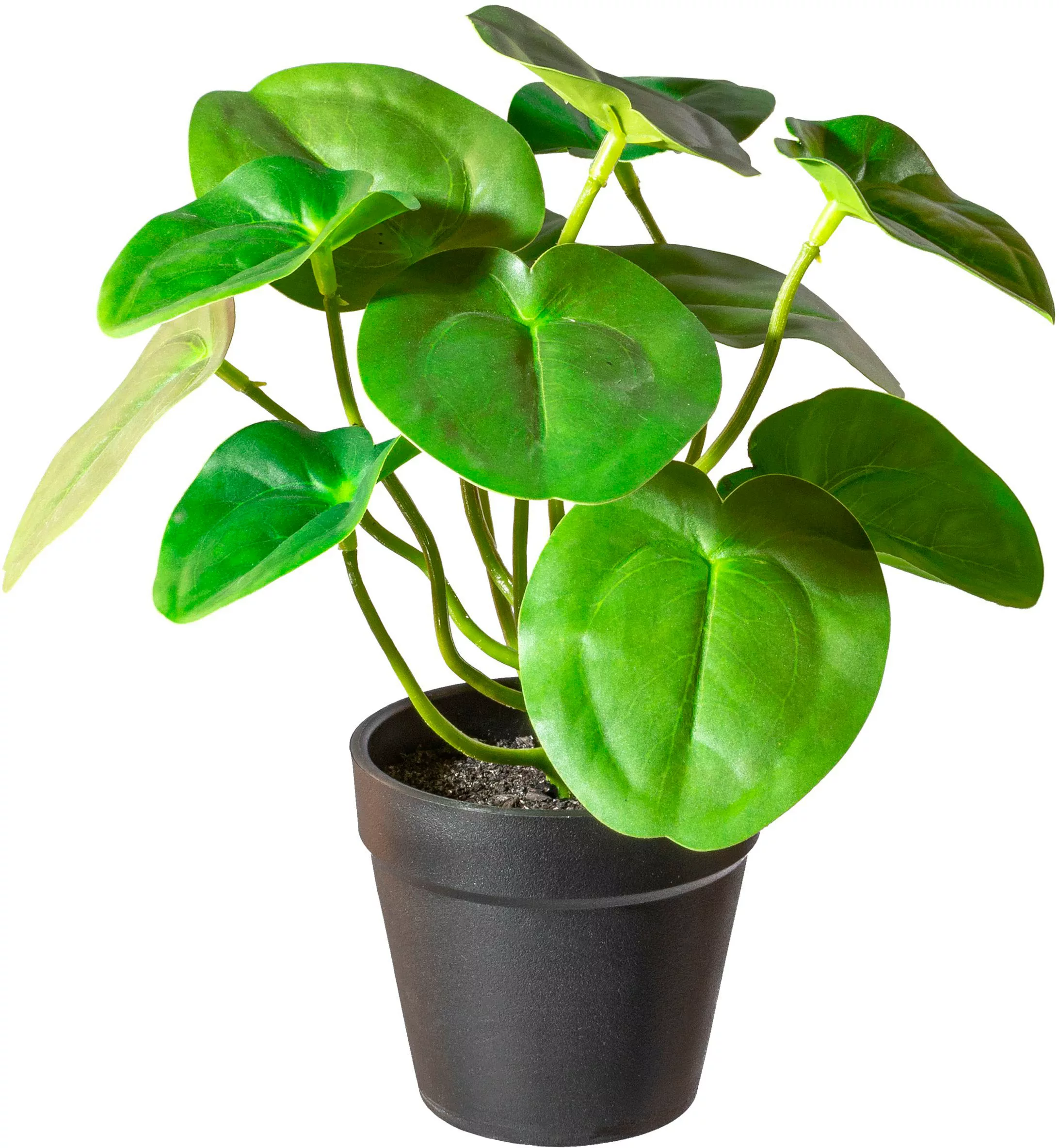Creativ green Künstliche Zimmerpflanze "Pileabusch," günstig online kaufen