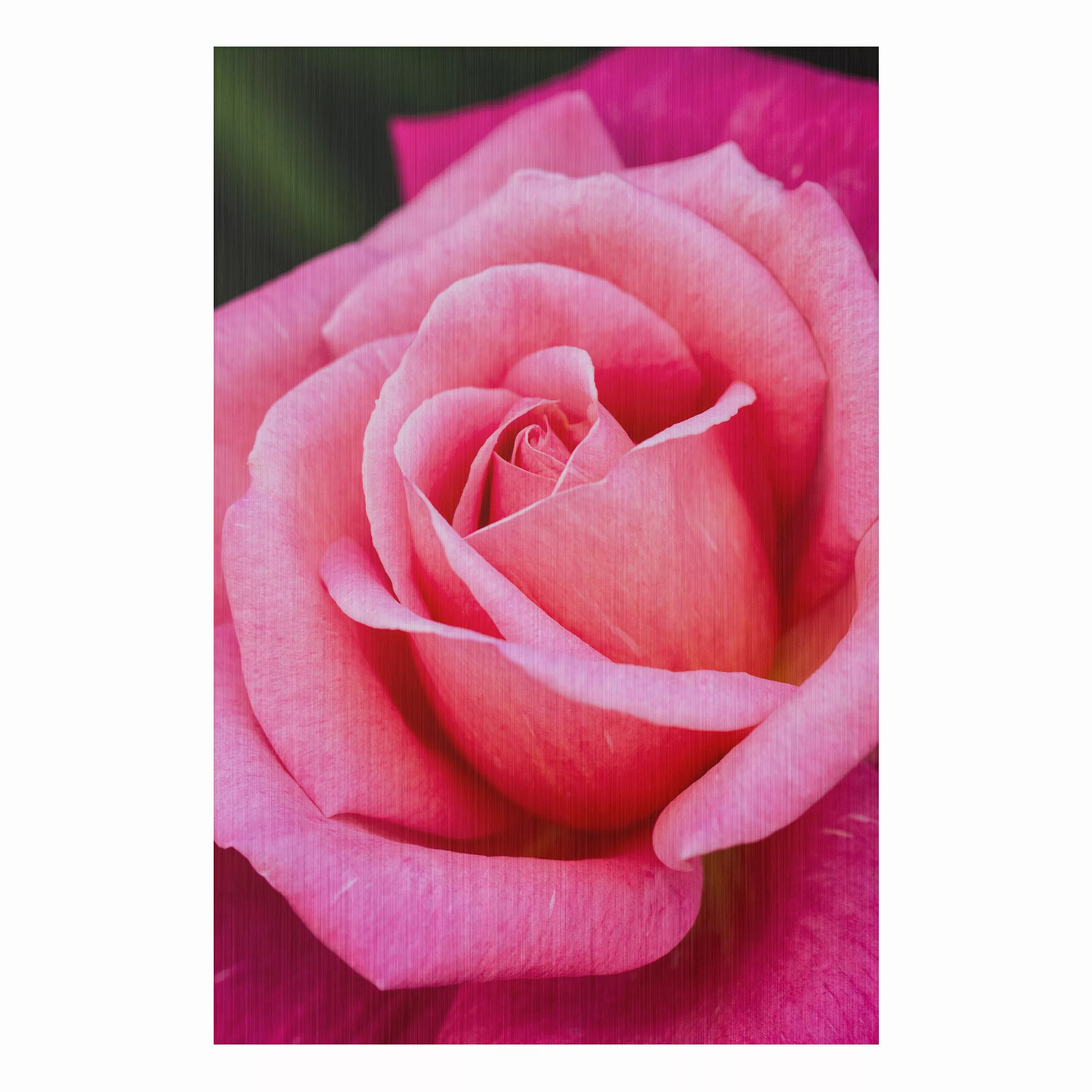 Alu-Dibond Bild Blumen - Hochformat 2:3 Pinke Rosenblüte vor Grün günstig online kaufen