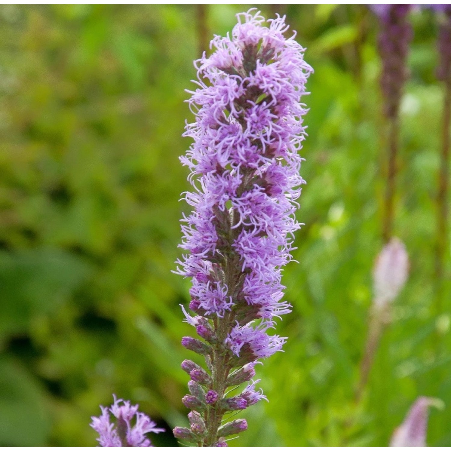 Herbst-Prachtscharte - Liatris punctata günstig online kaufen