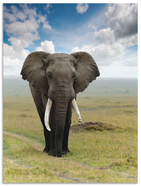 Artland Wandbild "Elefant", Wildtiere, (1 St.), als Alubild, Outdoorbild, L günstig online kaufen