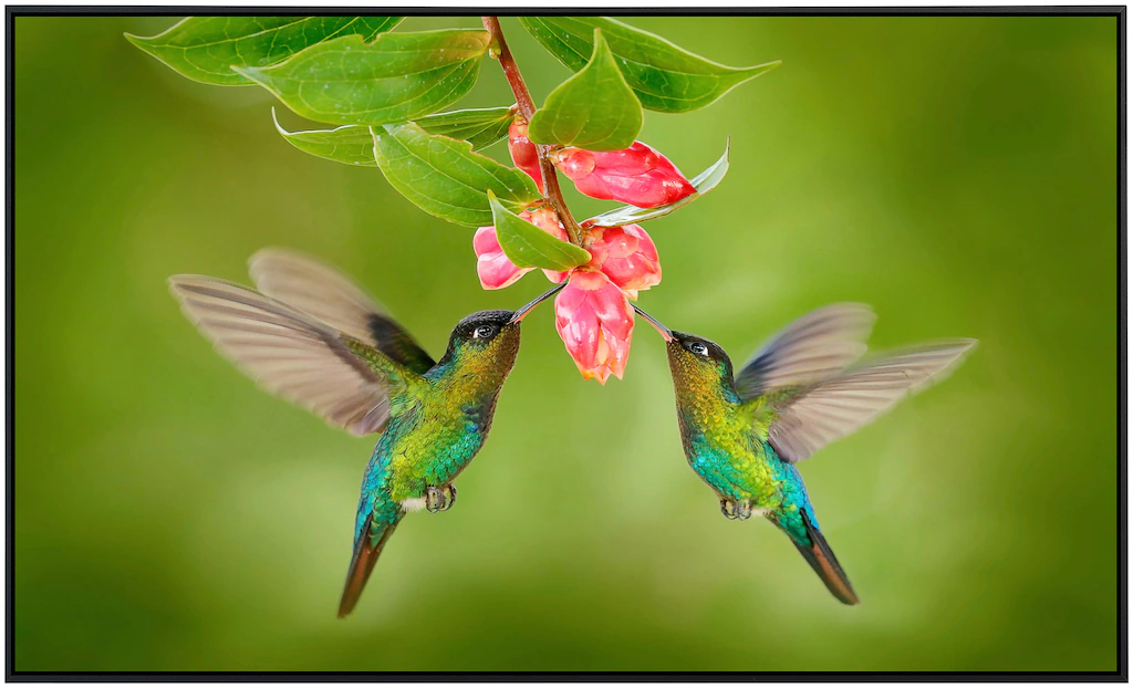 Papermoon Infrarotheizung »Kolibris«, sehr angenehme Strahlungswärme günstig online kaufen