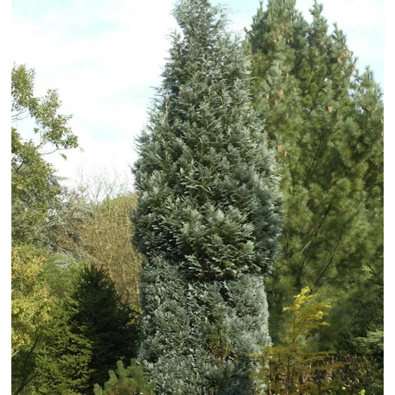 Scheinzypresse Pelts Blue 40-60cm - Chamaecyparis lawsoniana günstig online kaufen