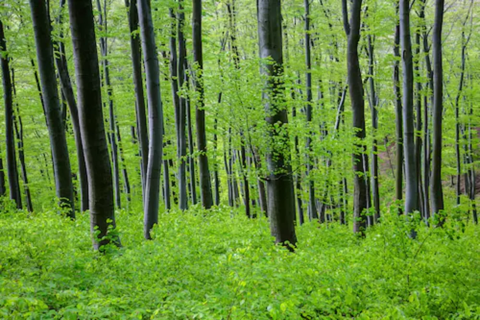 Papermoon Fototapete »Wald« günstig online kaufen