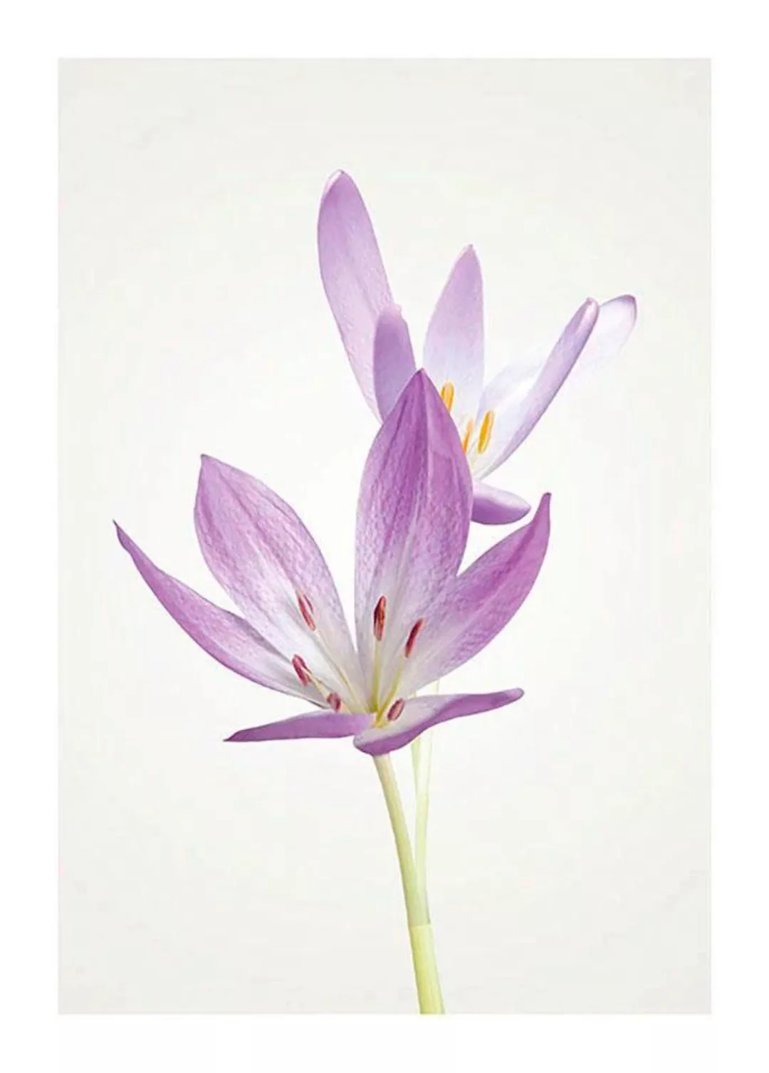 Komar Poster »Autumn Crocus«, Blumen, (1 St.), Kinderzimmer, Schlafzimmer, günstig online kaufen