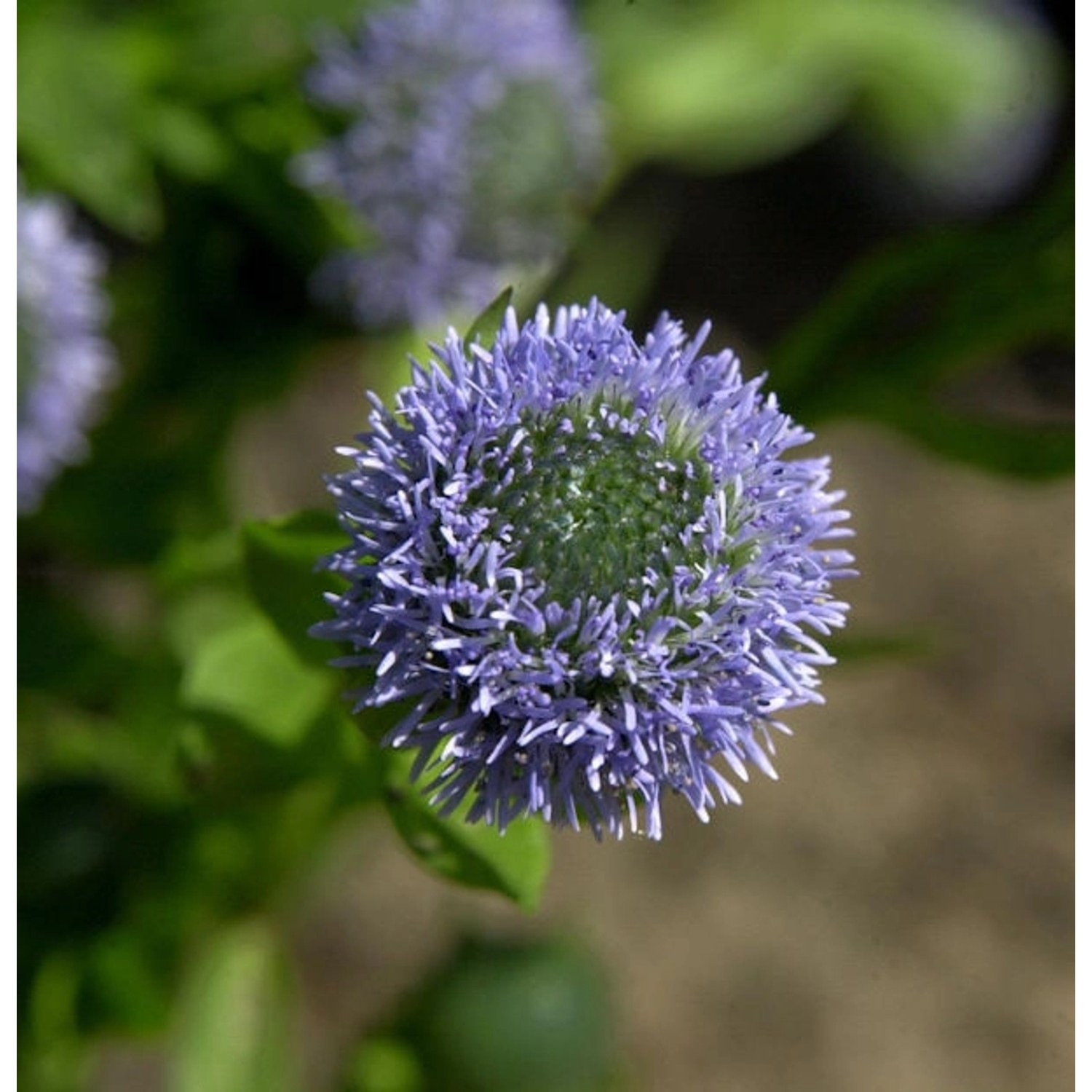 Kugelblume - Globularia punctata günstig online kaufen