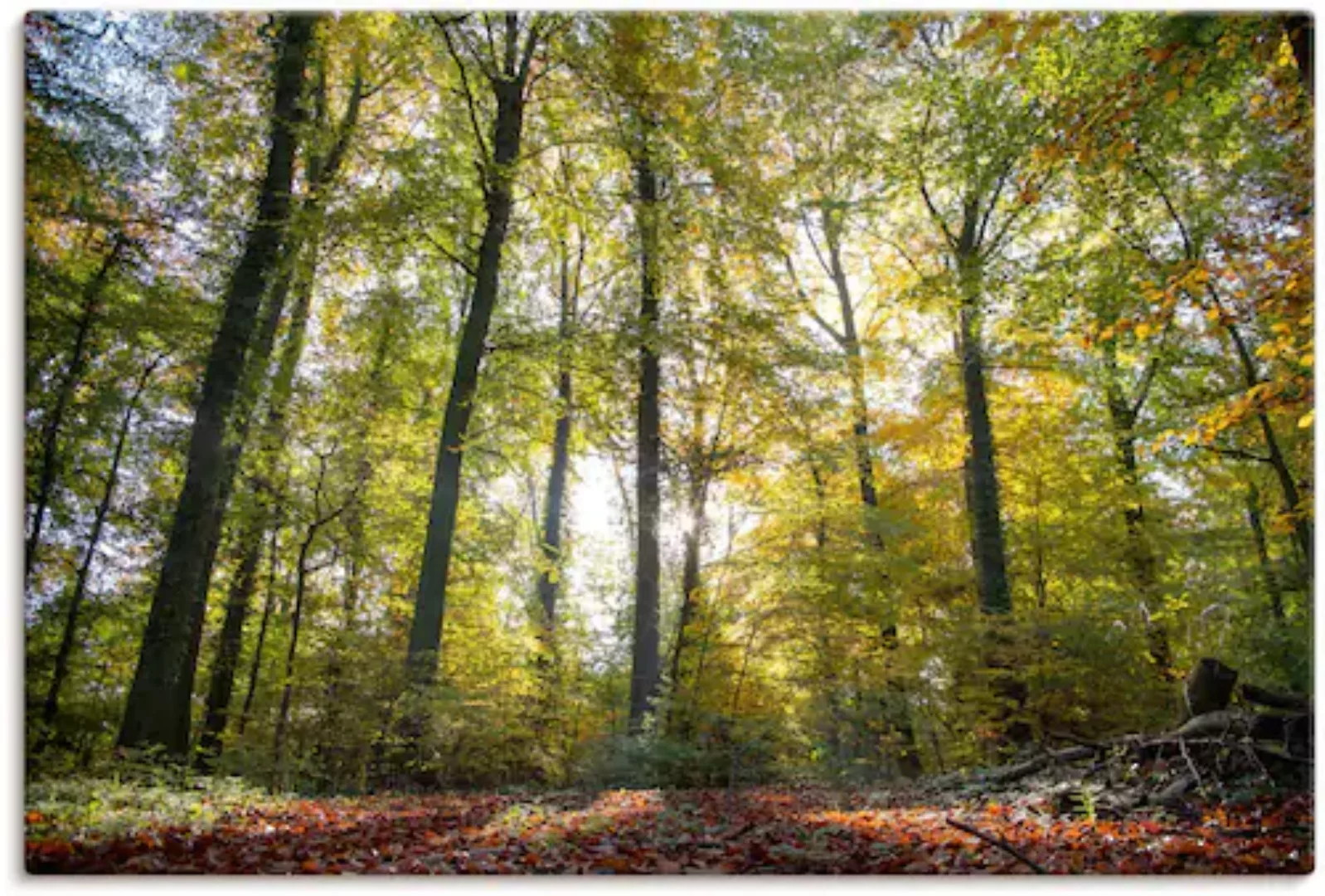 Artland Leinwandbild "Laubwald zum Herbst", Waldbilder, (1 St.), auf Keilra günstig online kaufen