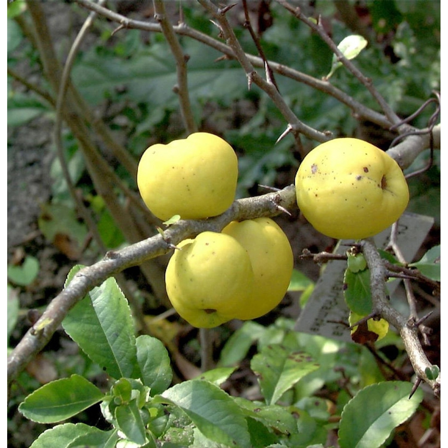 Zierquitte Andenken an Carl Ramcke 30-40cm - Chaenomeles günstig online kaufen