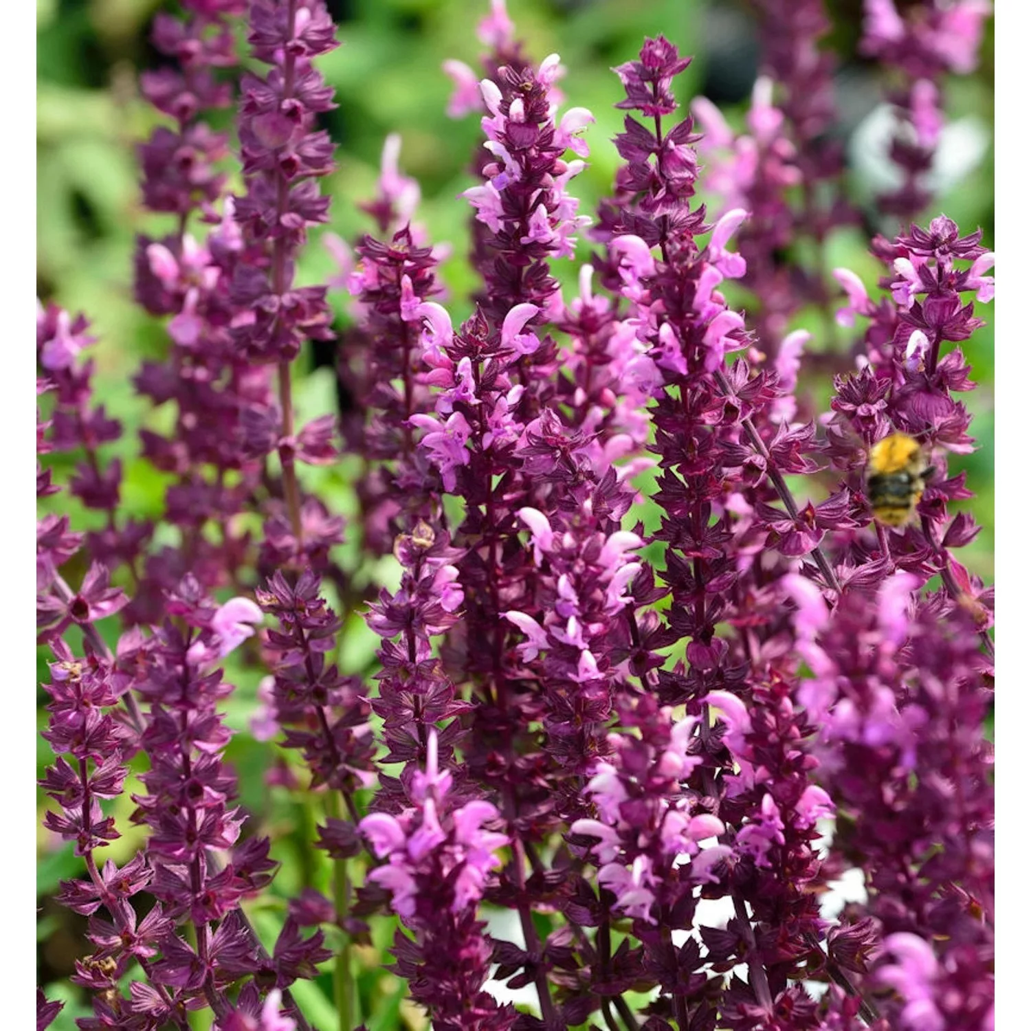 Salbei Pusztaflamme - Salvia nemorosa günstig online kaufen