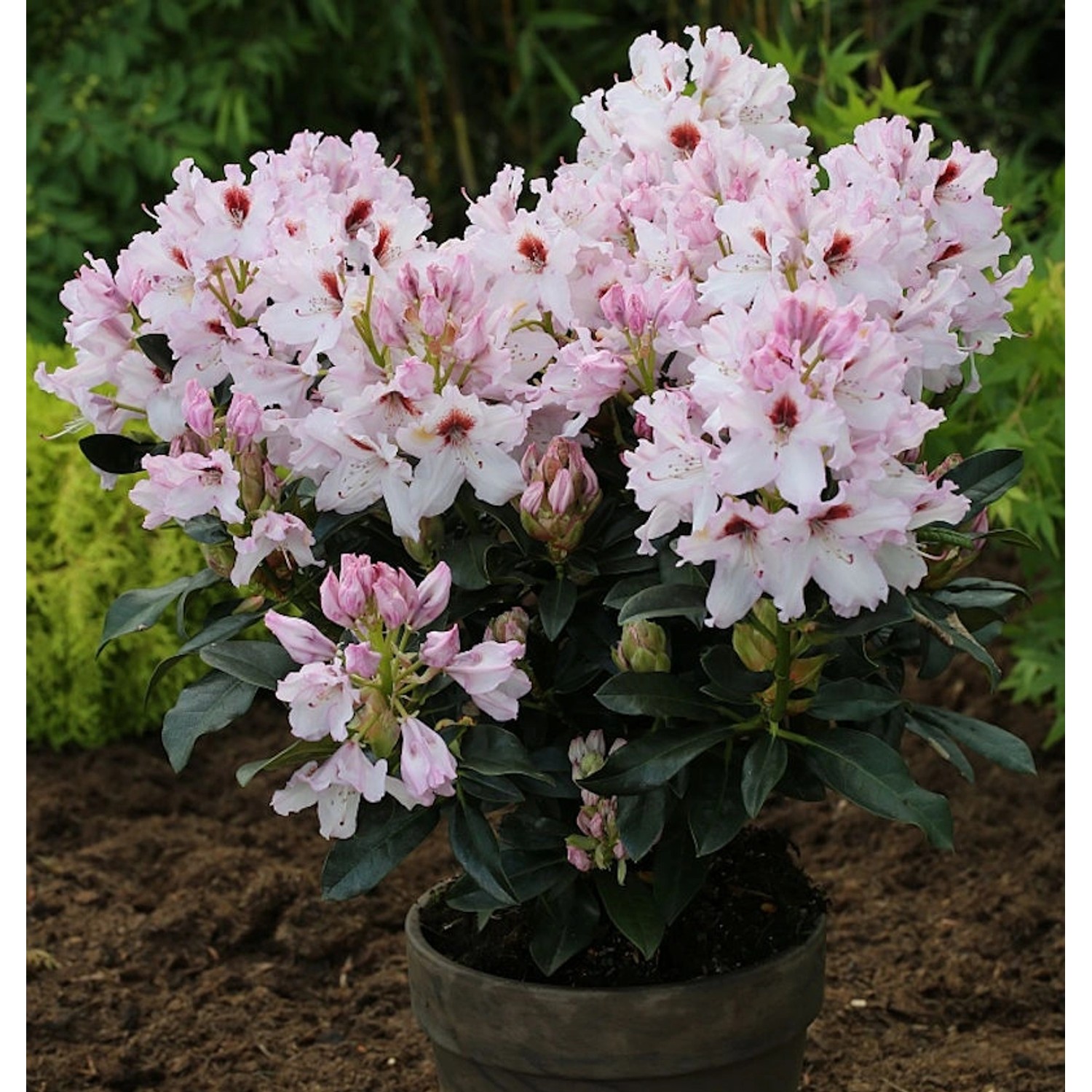 INKARHO - Großblumige Rhododendron Graffito 30-40cm - Alpenrose günstig online kaufen