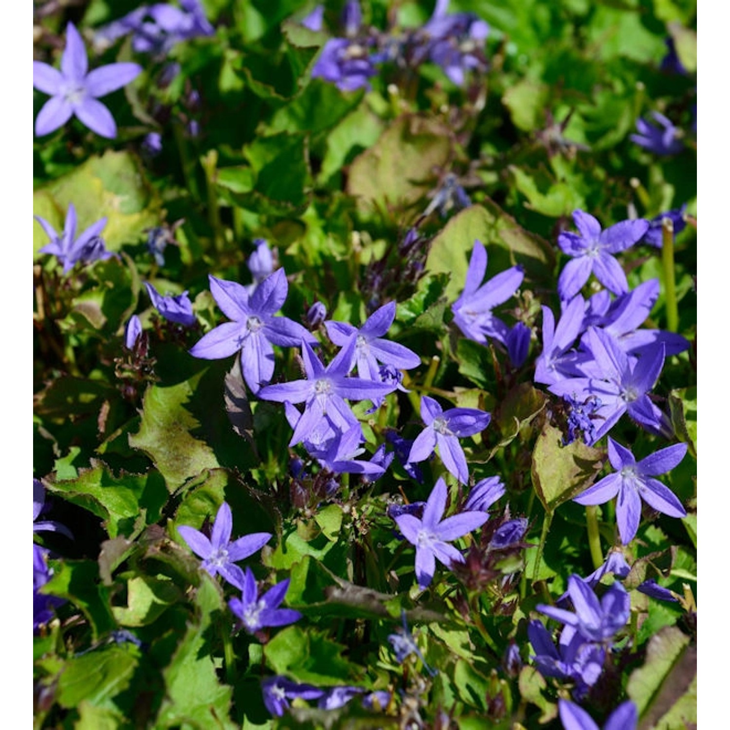 Glockenblume - Campanula poscharskyana günstig online kaufen