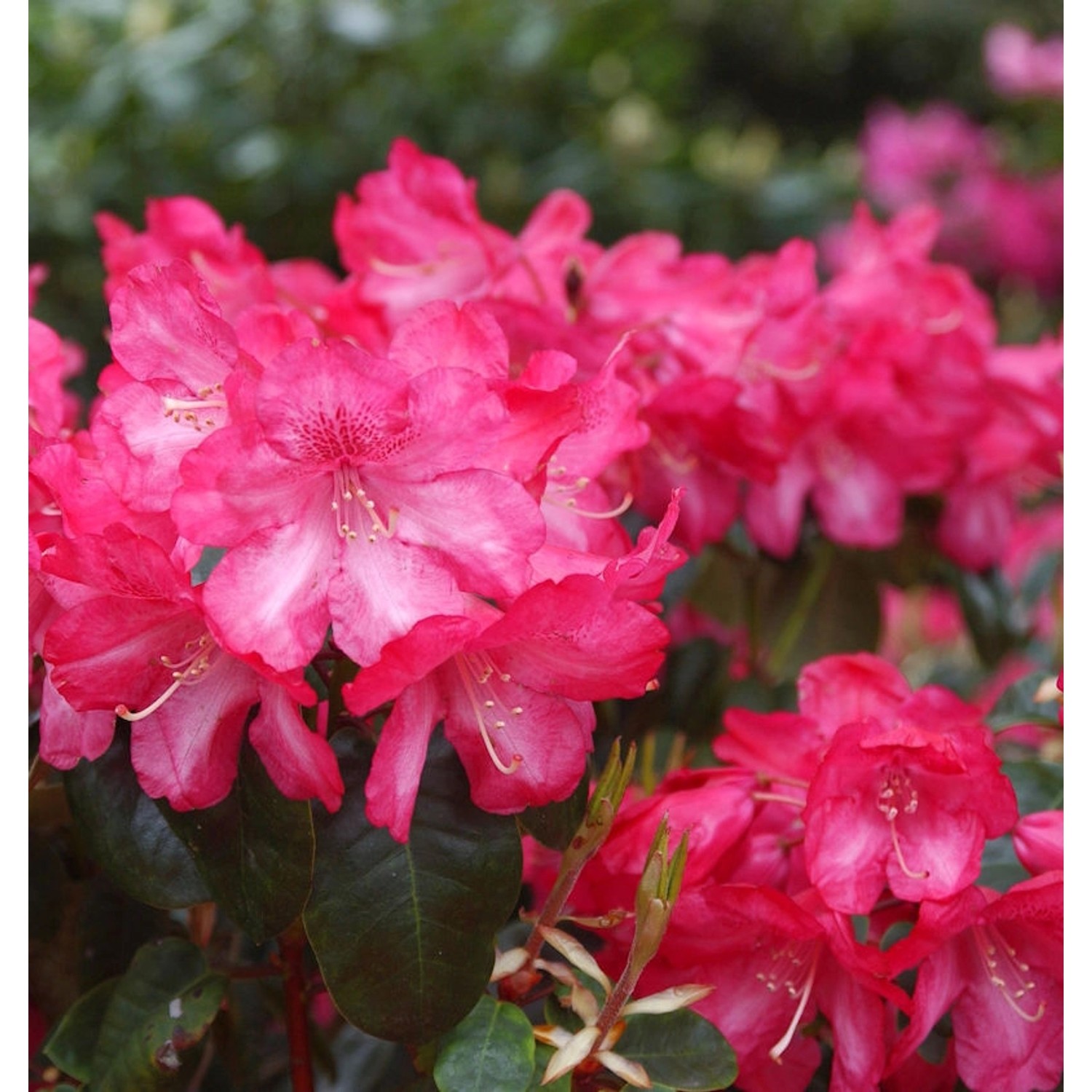 INKARHO - Rhododendron Lissabon 60-70cm - Rhododendron williamsianum günstig online kaufen