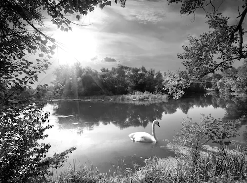 Papermoon Fototapete »Landschaft mit Schwan Schwarz & Weiß« günstig online kaufen