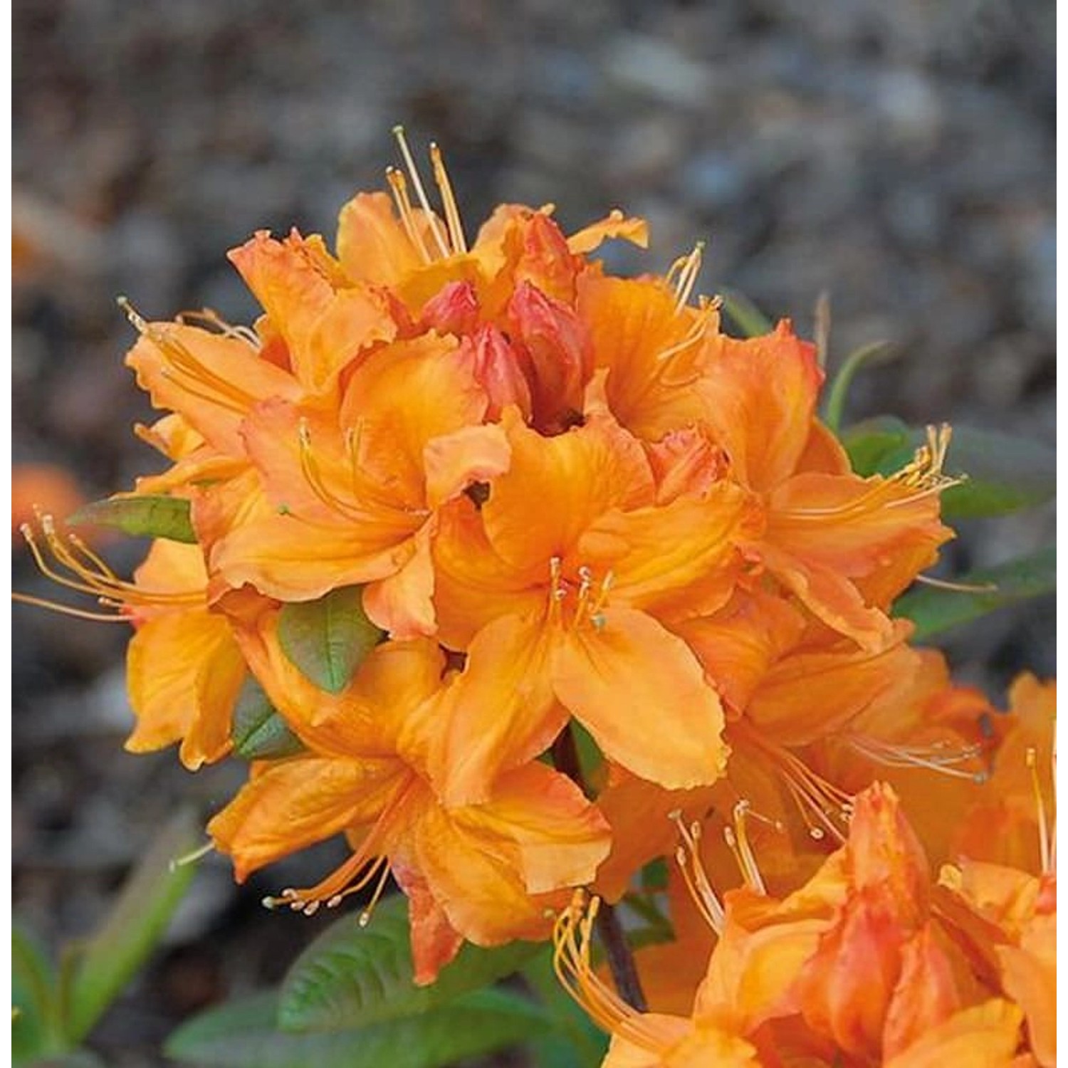 Azalee Rumba 40-50cm - Rhododendron luteum - Alpenrose günstig online kaufen