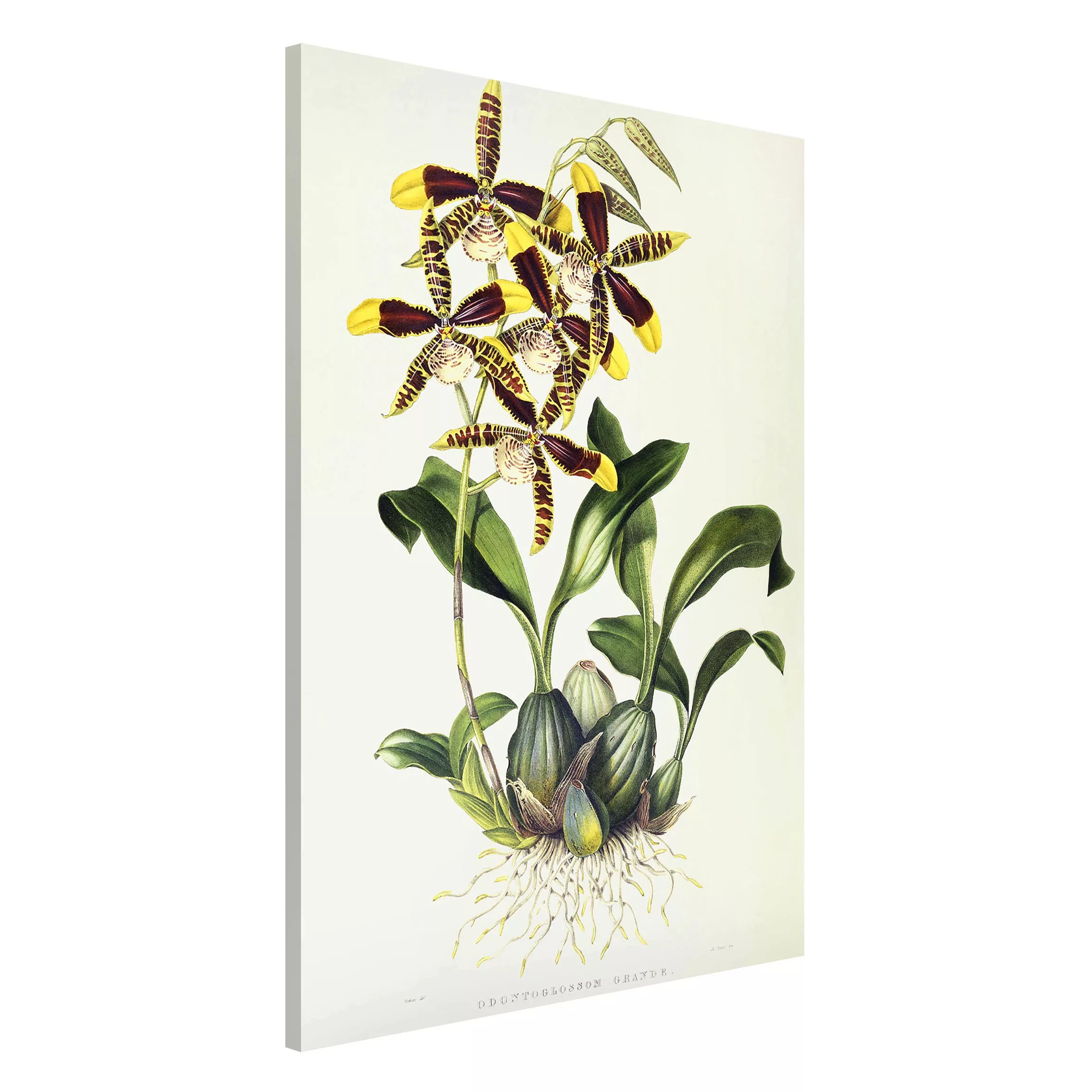 Magnettafel Blumen - Hochformat 2:3 Maxim Gauci - Orchidee II günstig online kaufen