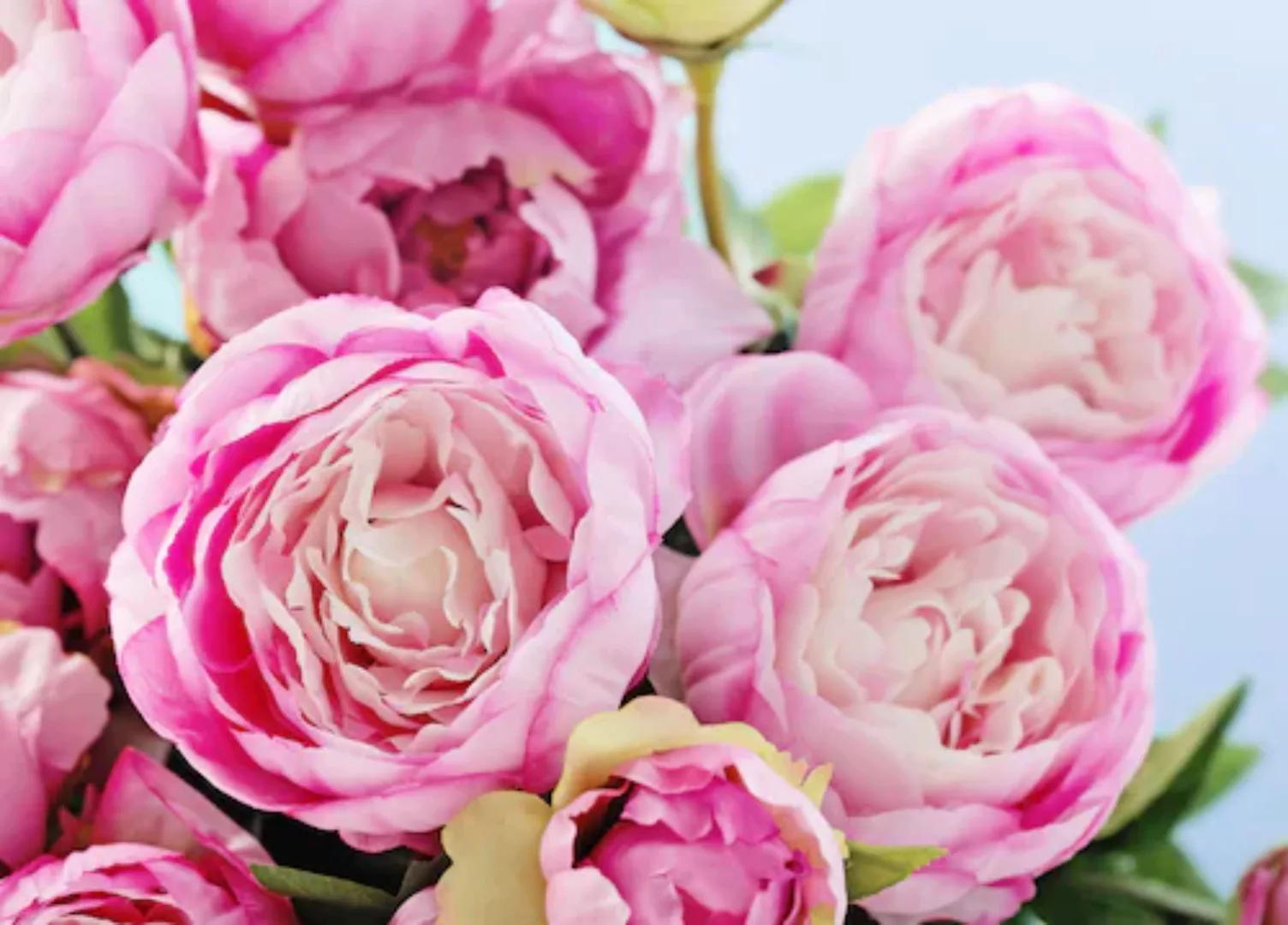 Papermoon Fototapete »Pink Peony Flowers« günstig online kaufen