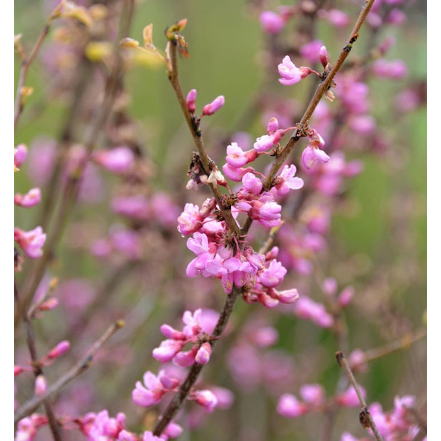 Kanadischer Judasbaum Oklahoma 40-60cm - Cercis canadensis günstig online kaufen