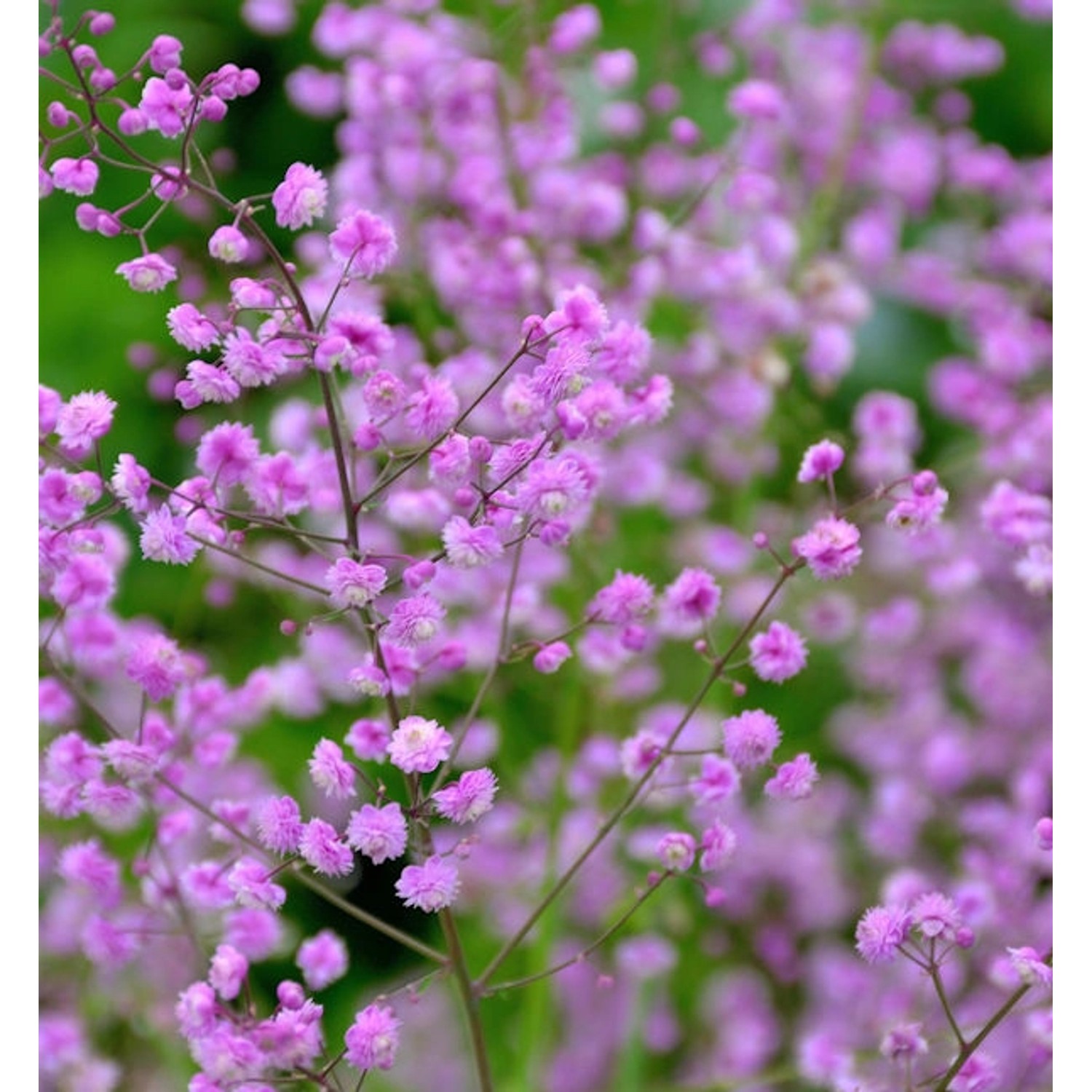 Chinesische Wiesenraute Hewitt Double - Thalictrum delavayi günstig online kaufen