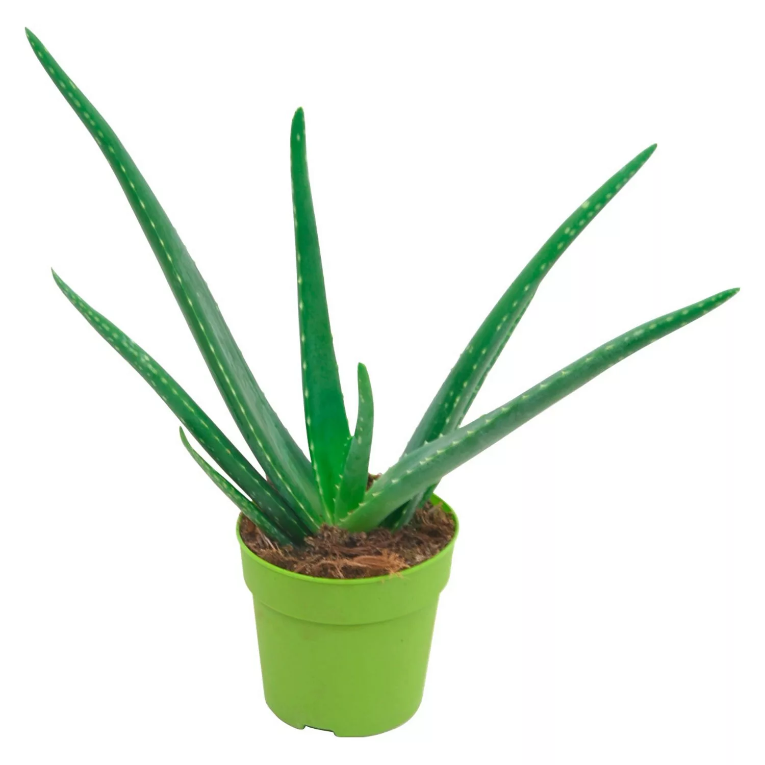 Aloe vera Höhe ca. 15 - 20 cm Topf-Ø ca. 12 cm günstig online kaufen